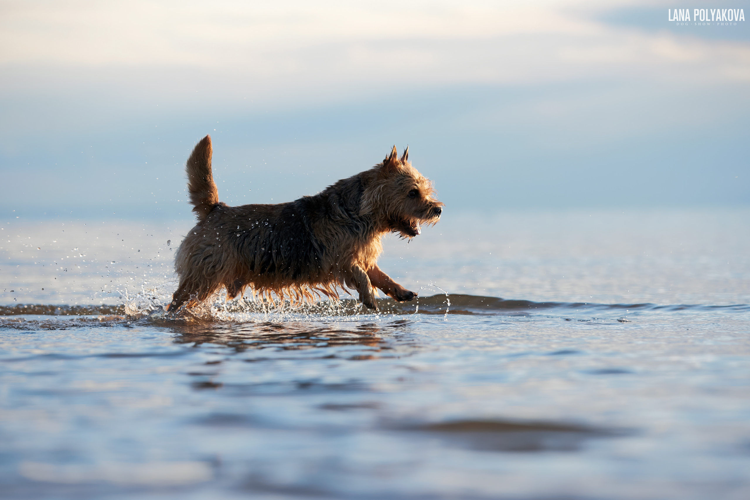 Норвич терьер