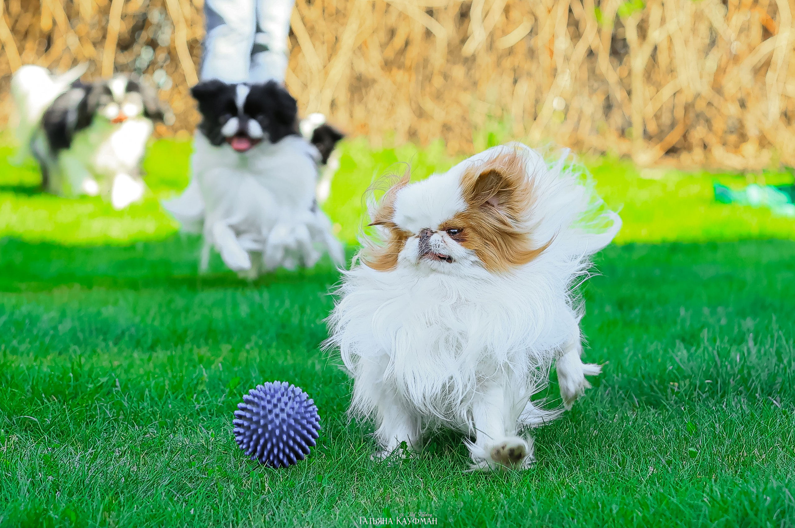 Японский хин, фотография японский хин, собака в цветах, красивая собака, фотограф анималист, фотокурс Анималистика, научиться фотографировать собак, фотограф Новосибирск