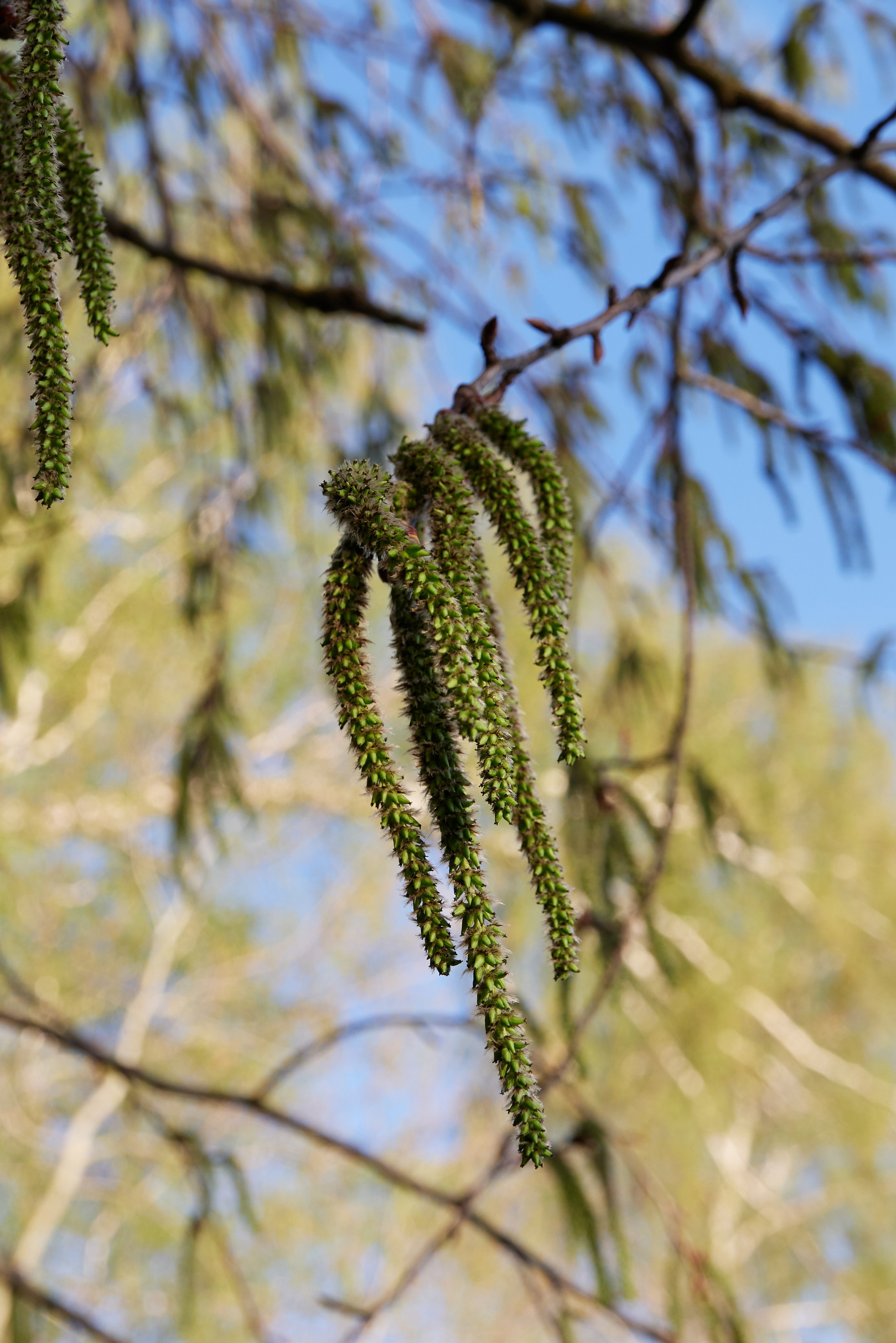 HEYDAY. Daria Blinova