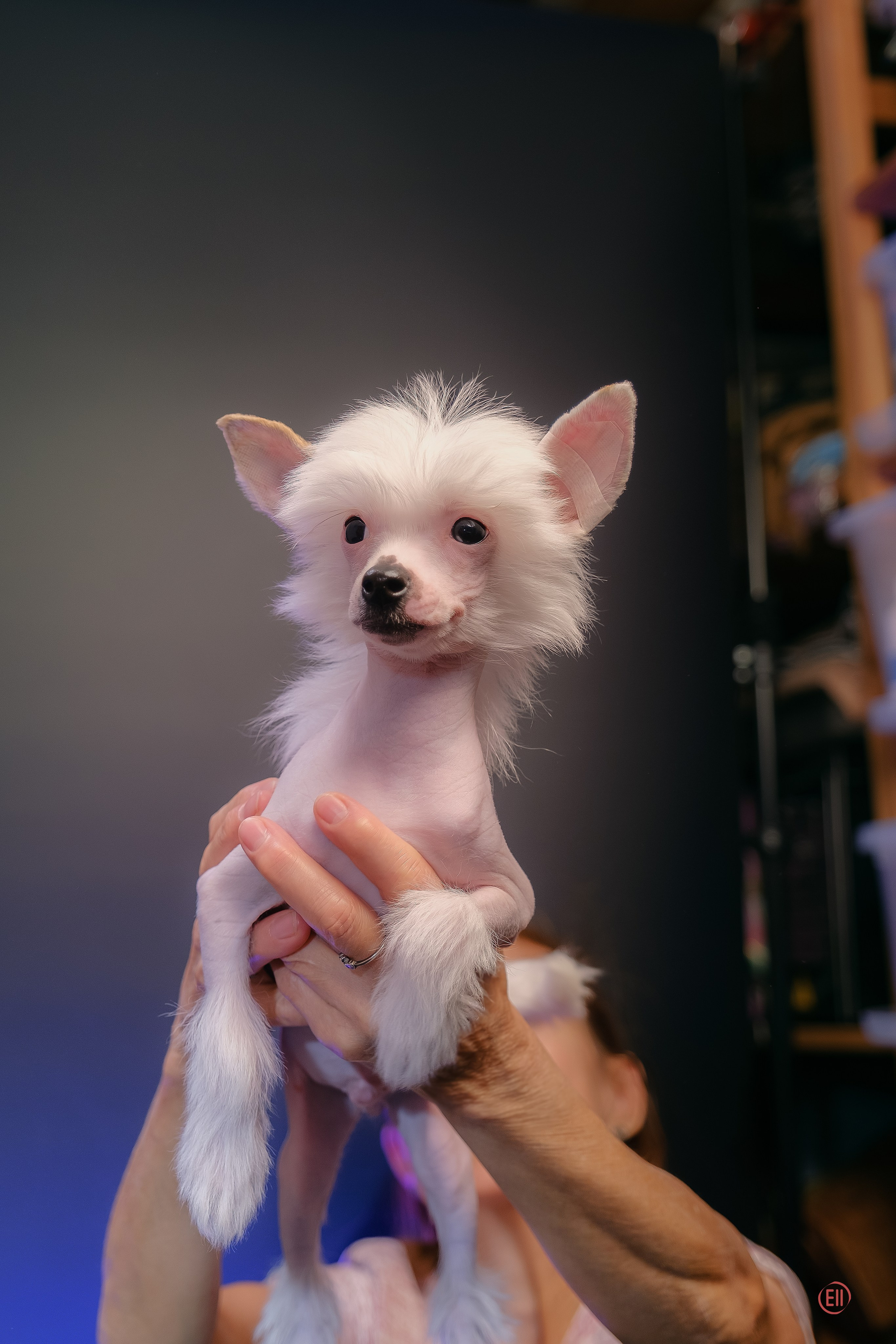 First photo session of the litter “F” of the Laisan Island kennel. Chinese Crested Dog Kennel Poale Ell