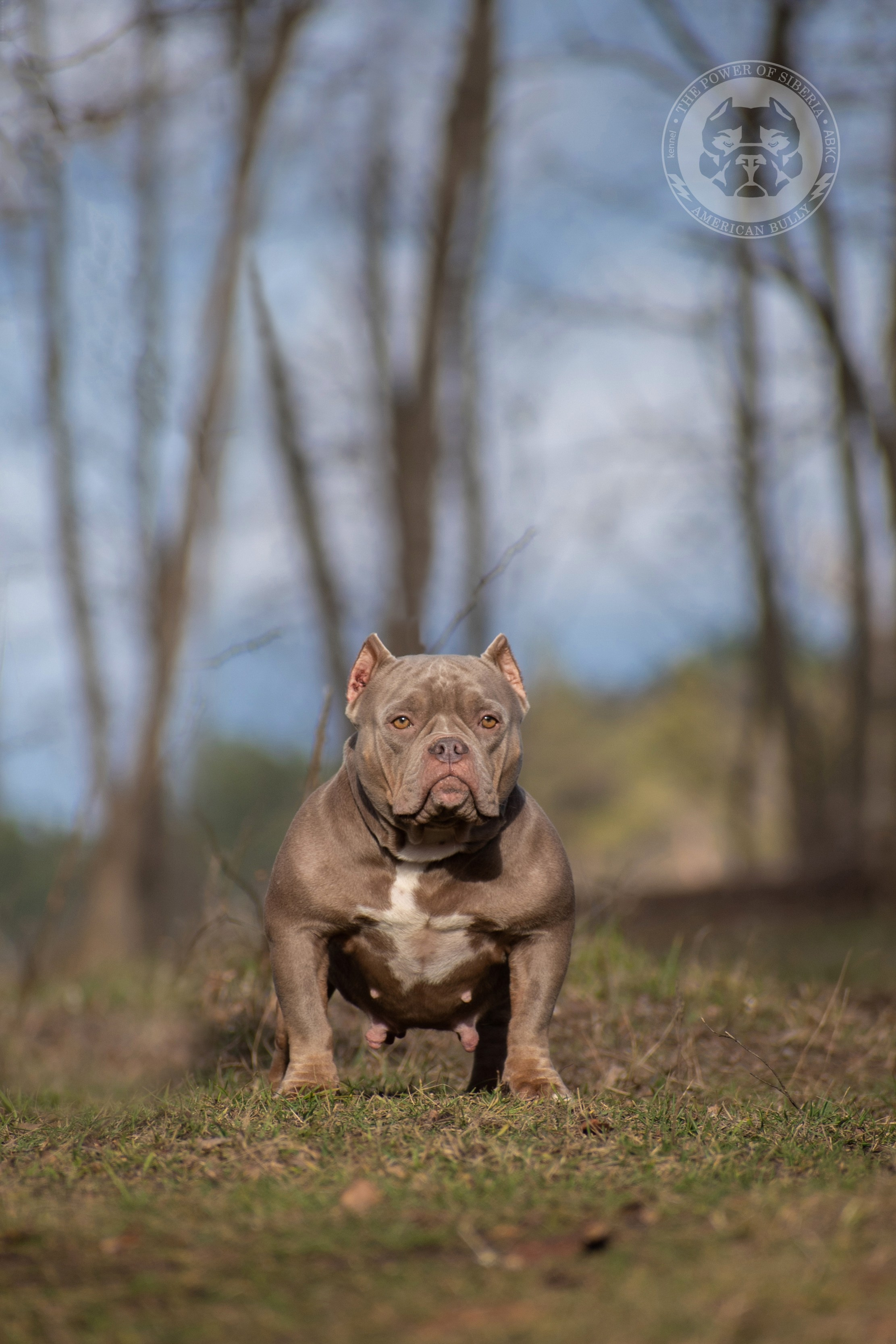 Официальный питомник American Bully в Челябинске