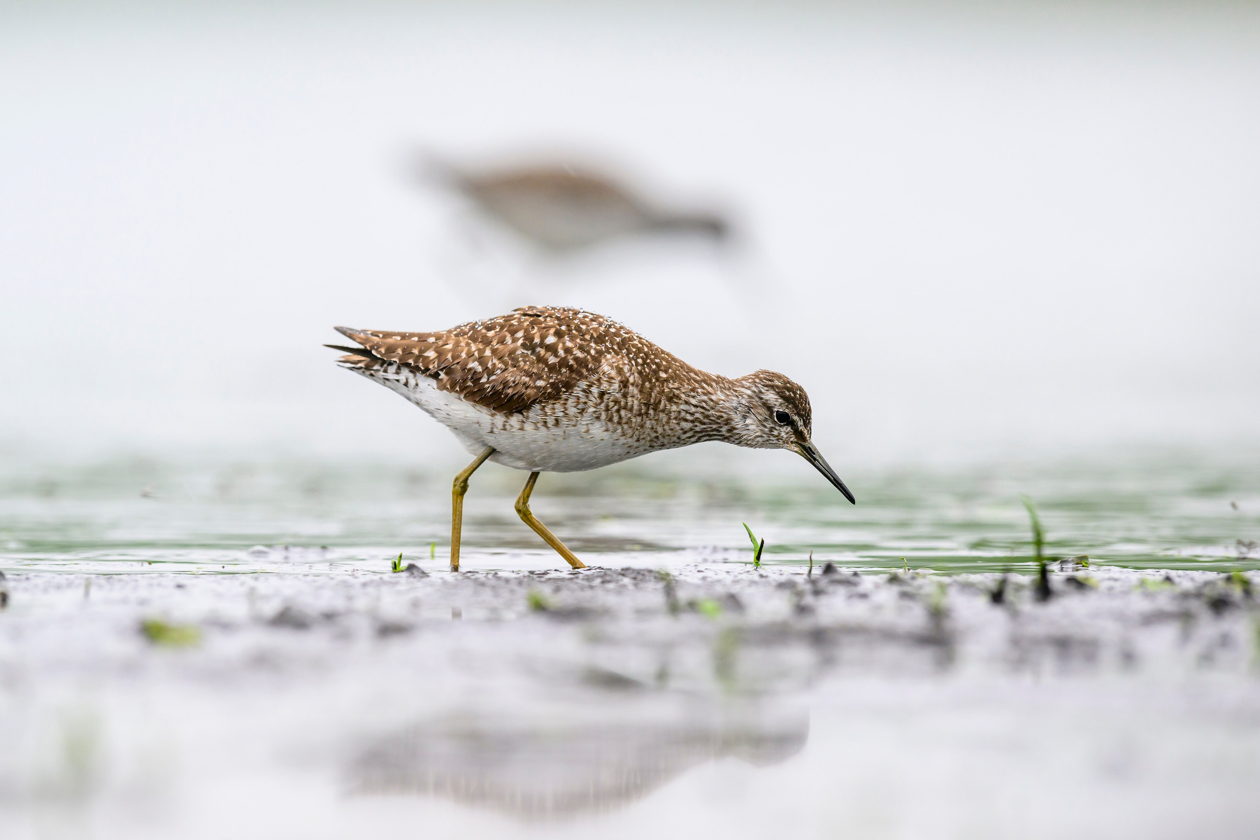 Поручейники и большой веретенник. Wildlife photography by Sergey Puponin