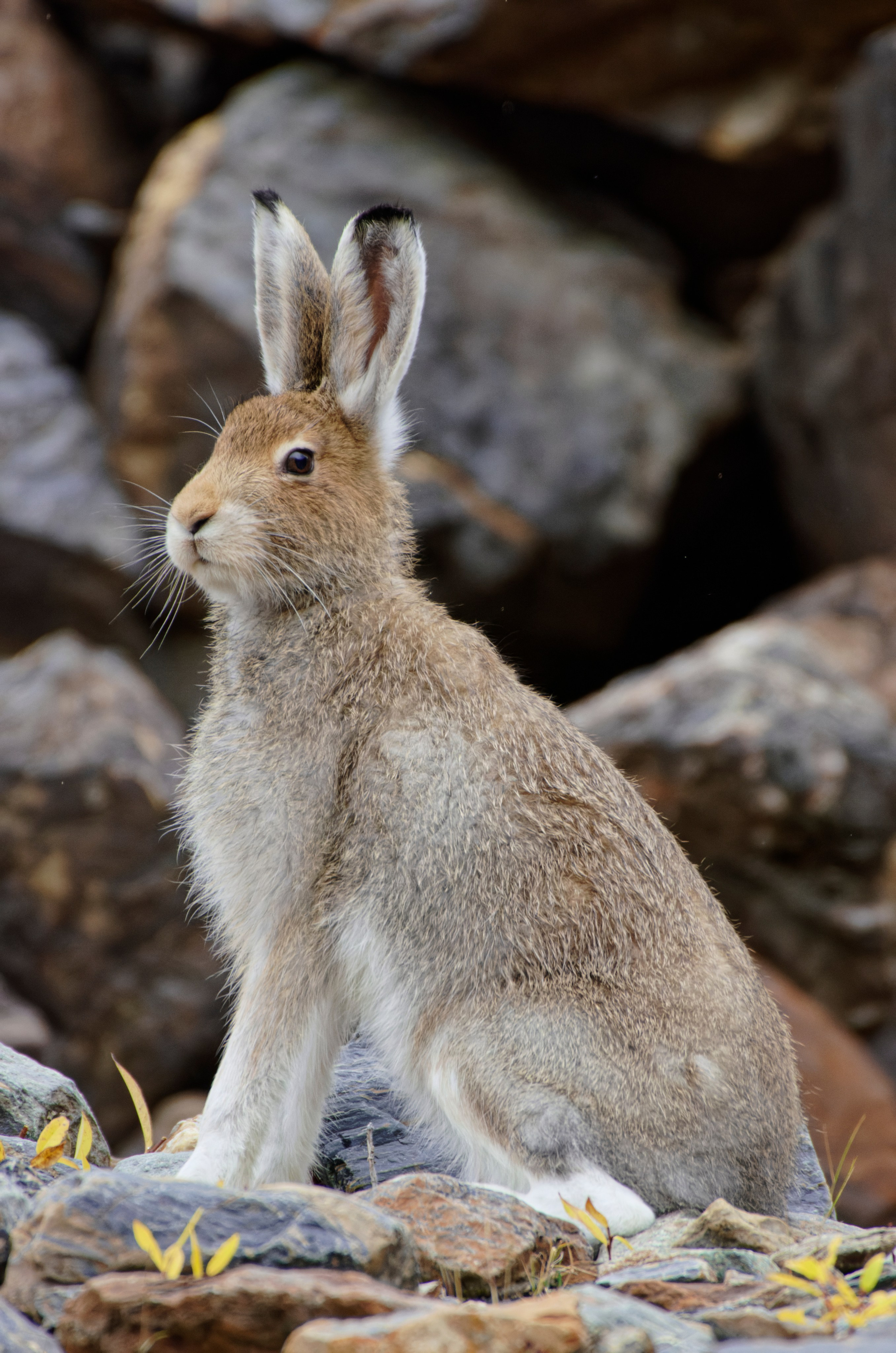 Это не фотошоп. Я видел это в горах Алтая. Семоха Валерий. Фотограф