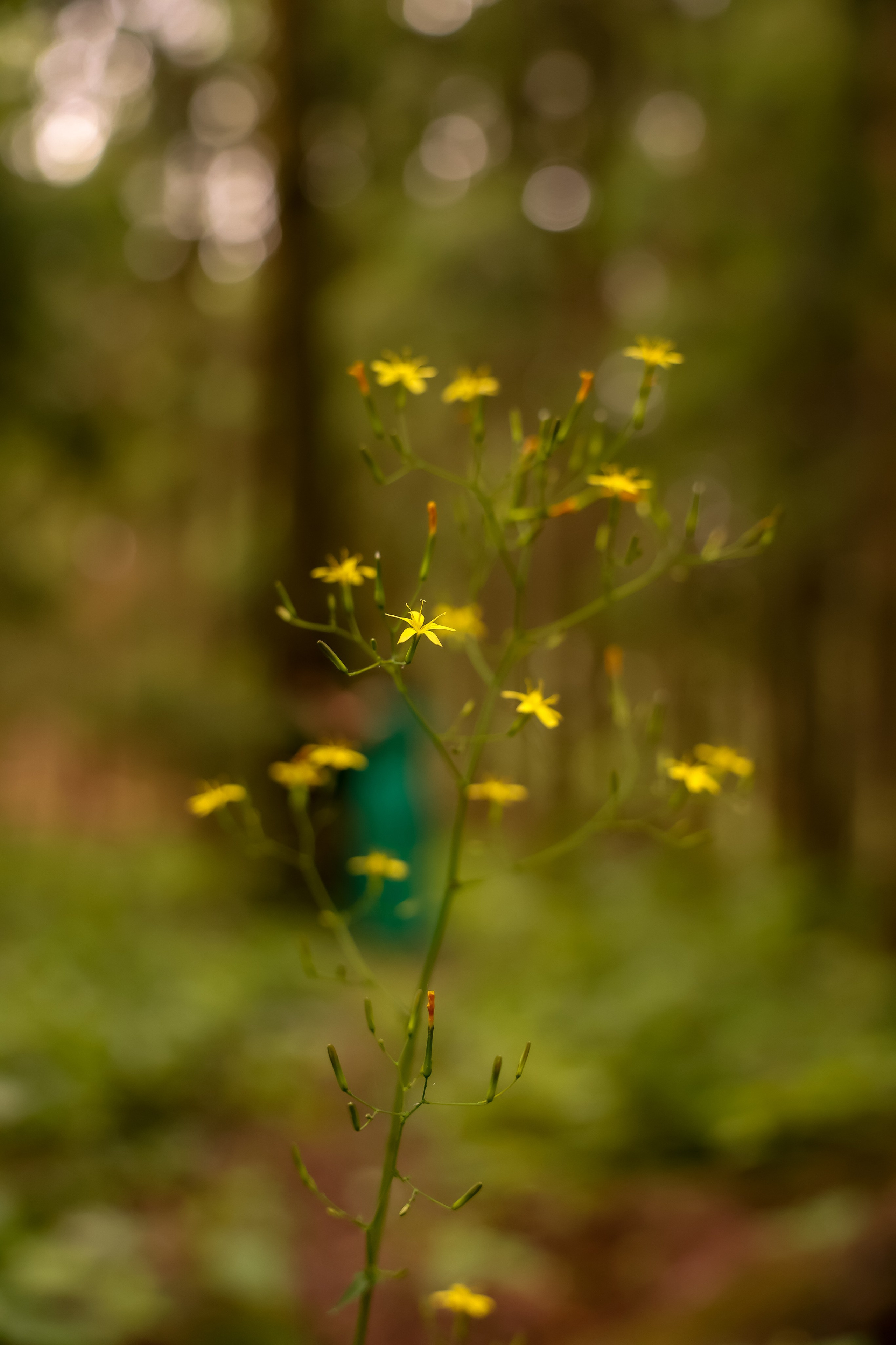 Ольга в лесу. Дарья Бухреева — фотограф, видеограф и фототерапевт. Москва и мир