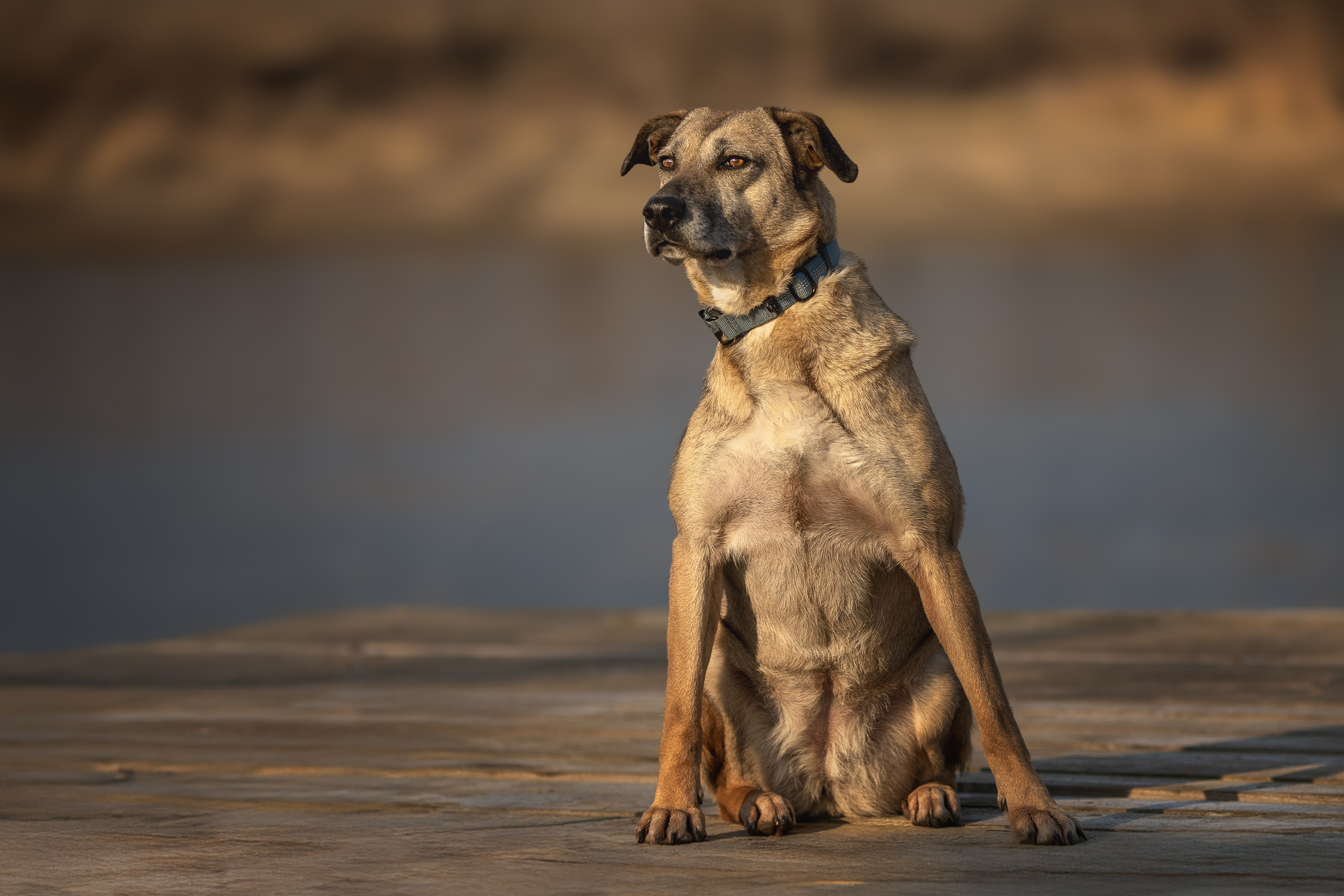 ИЩУТ ДОМ. Фотограф-анималист в Москве и Подмосковье