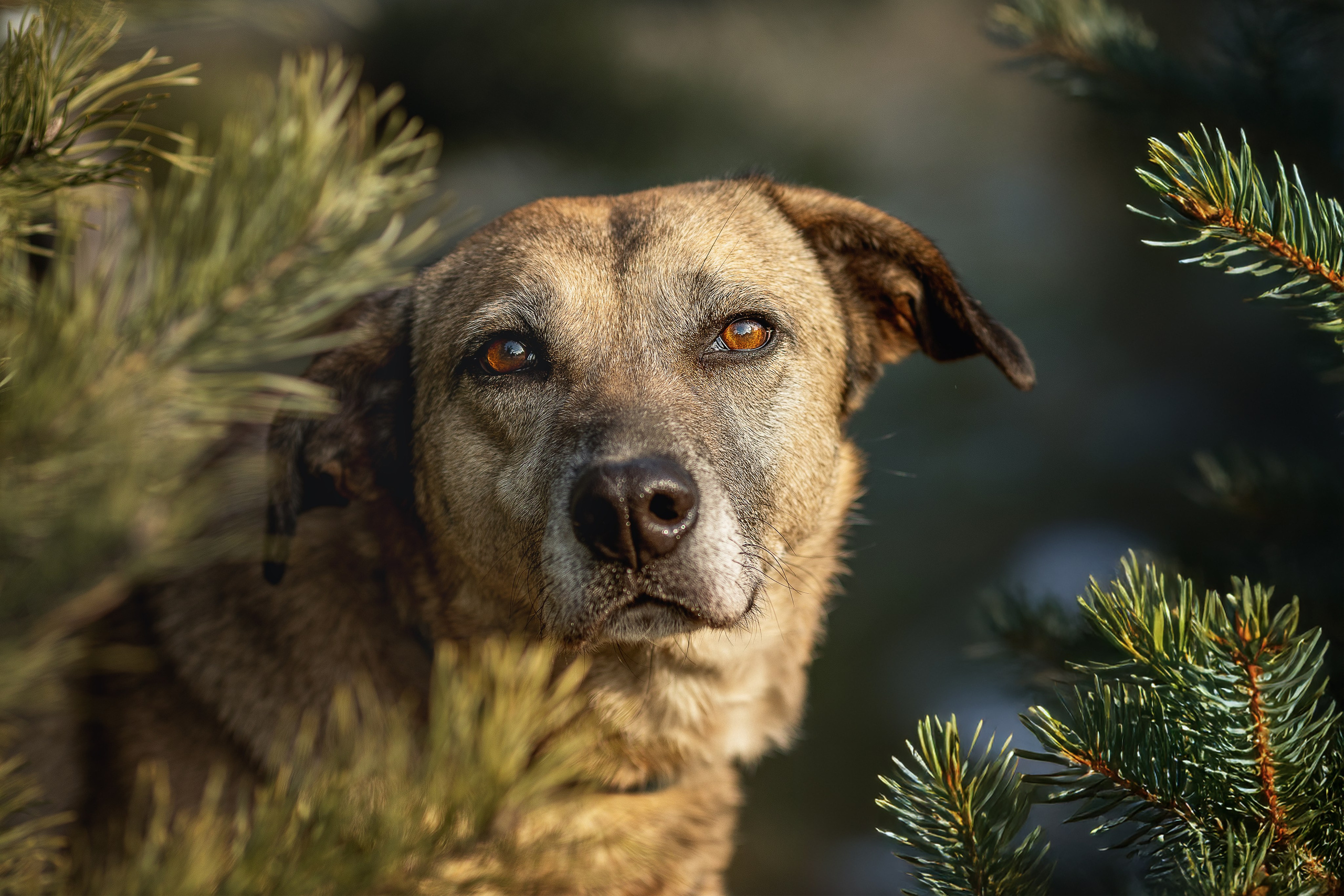 ИЩУТ ДОМ. Фотограф-анималист в Москве и Подмосковье