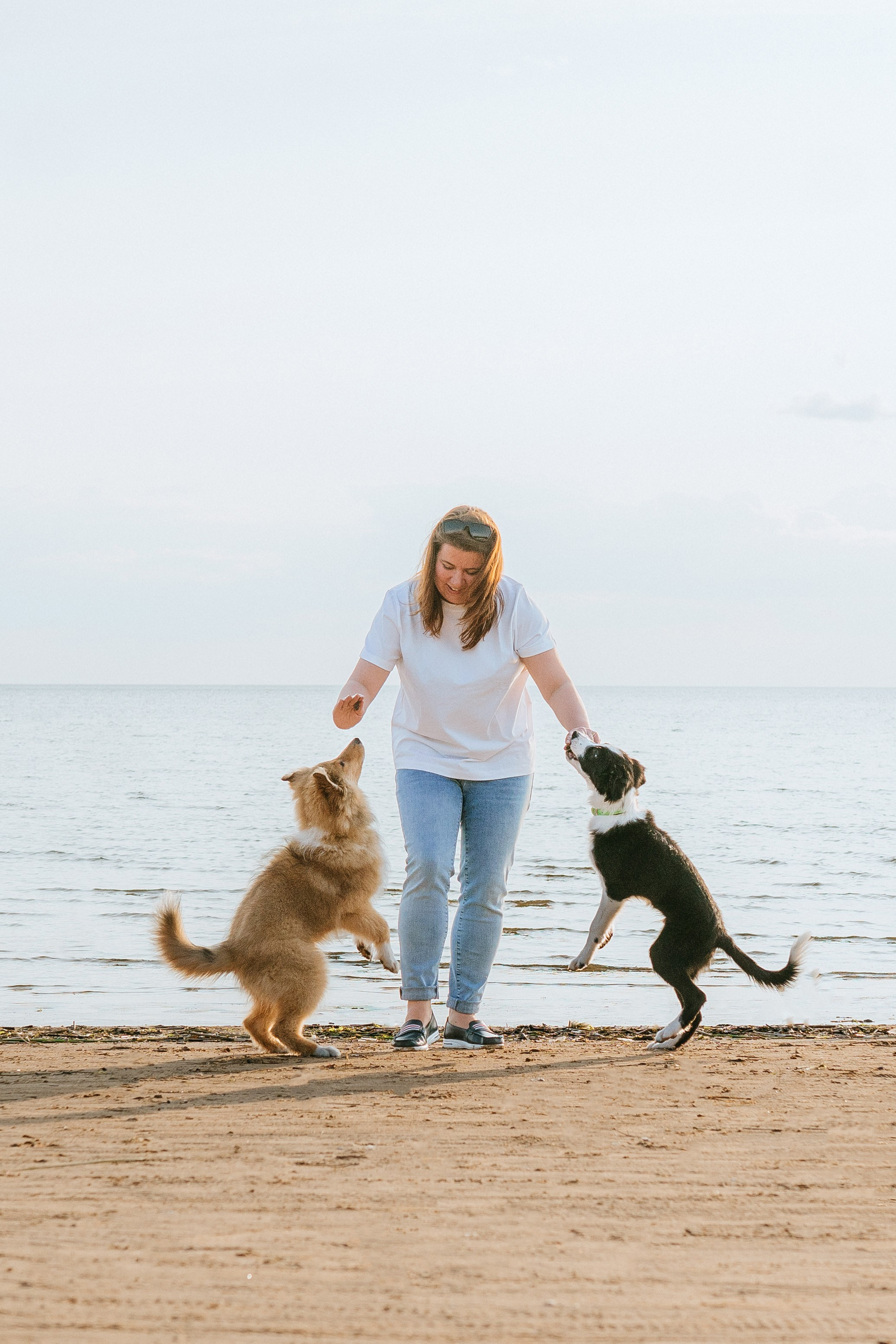 Фотосессия со щенками колли. Фотограф анималист в Спб недорого Олеся Майорова