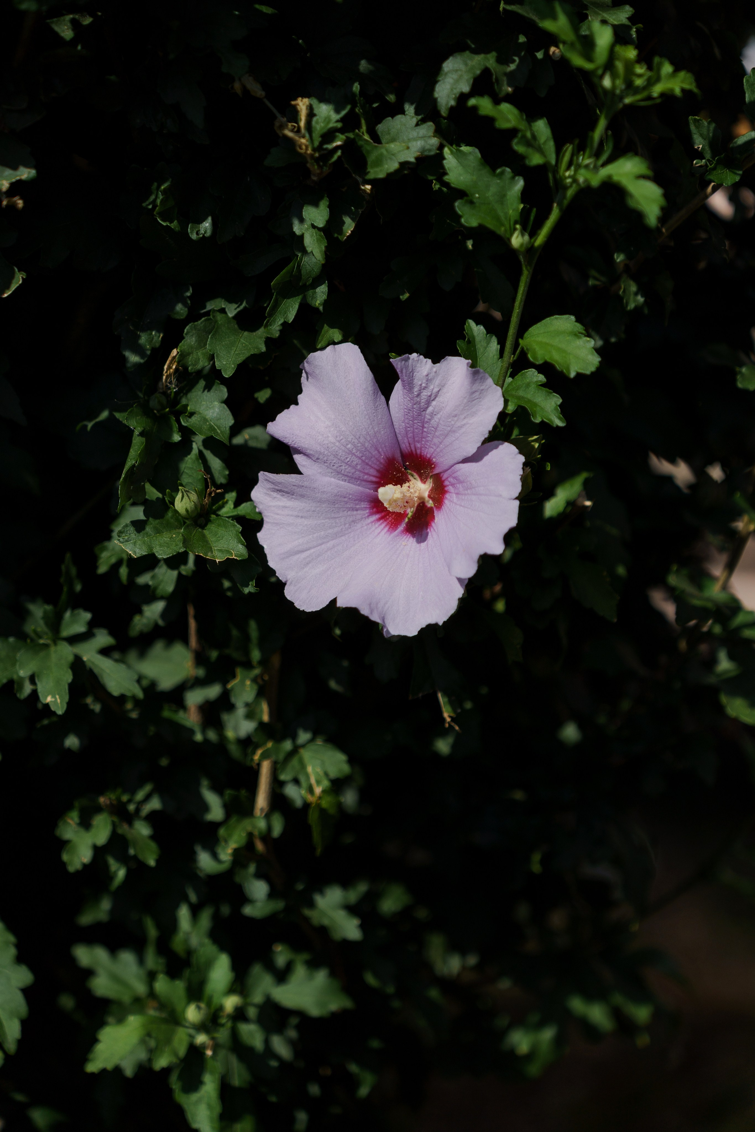 Сватовство в Краснодаре от лучших свадебных фотографов и операторов ТВИНС СТУДИО. ТВИНС СТУДИО — лучшие свадебные фотографы и видеографы в Краснодаре