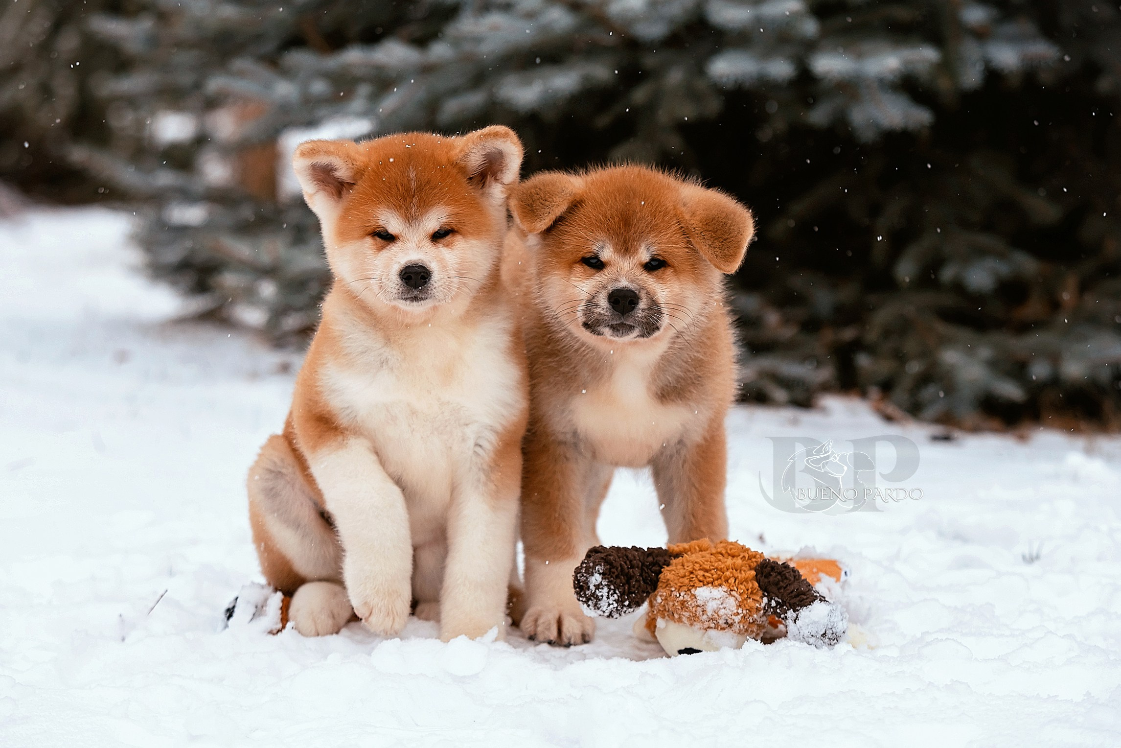 Щенки японской акита ину из питомника. Питомник собак Акита, Хаски, Корги