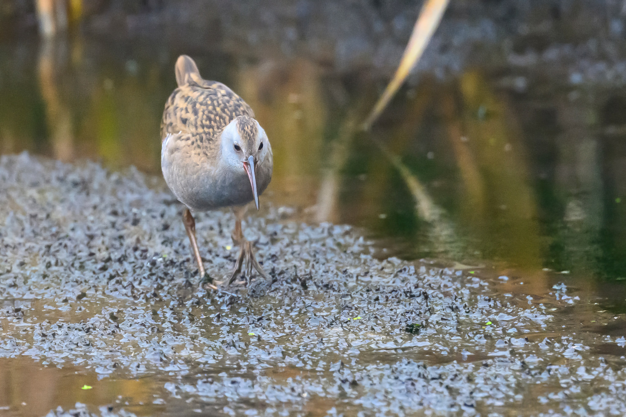 Водяной пастушок и кормовой стог ондатры. Wildlife photography by Sergey Puponin