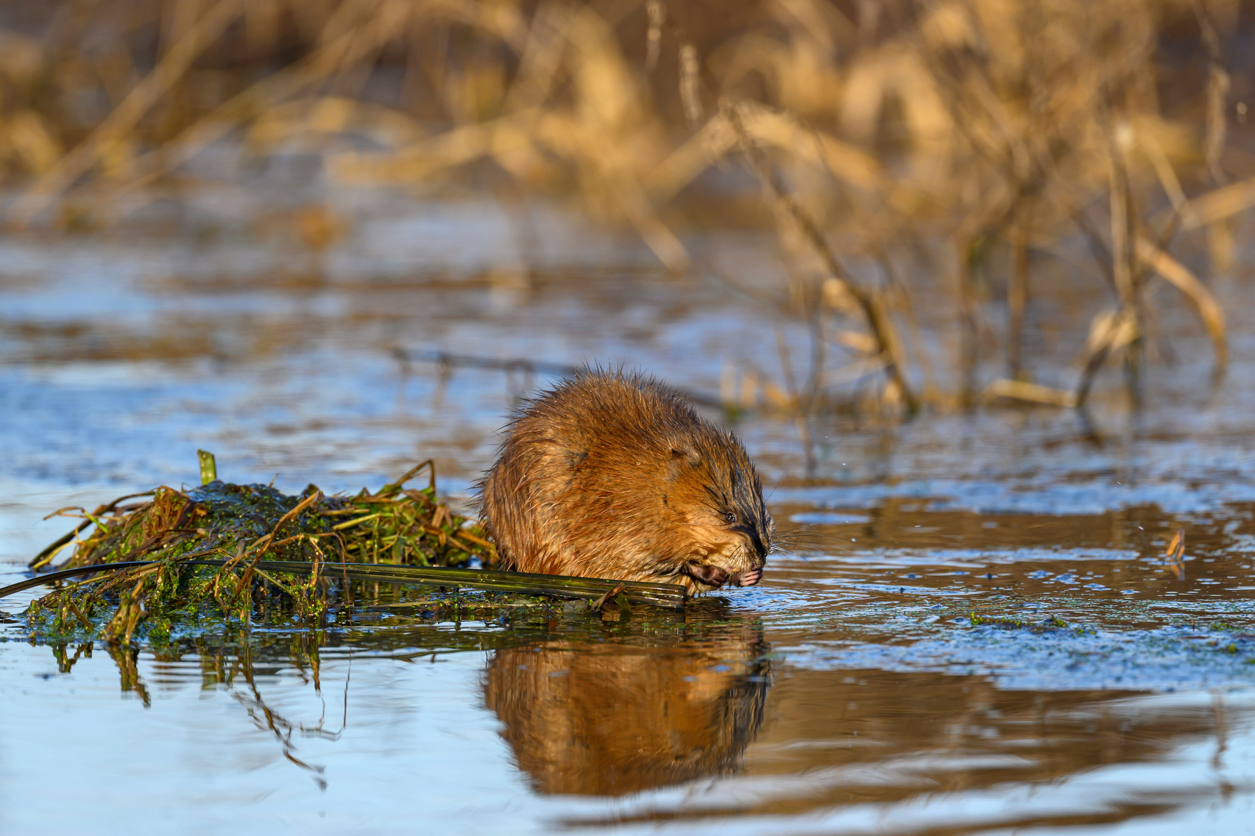 Журавли и ондатра. Wildlife photography by Sergey Puponin