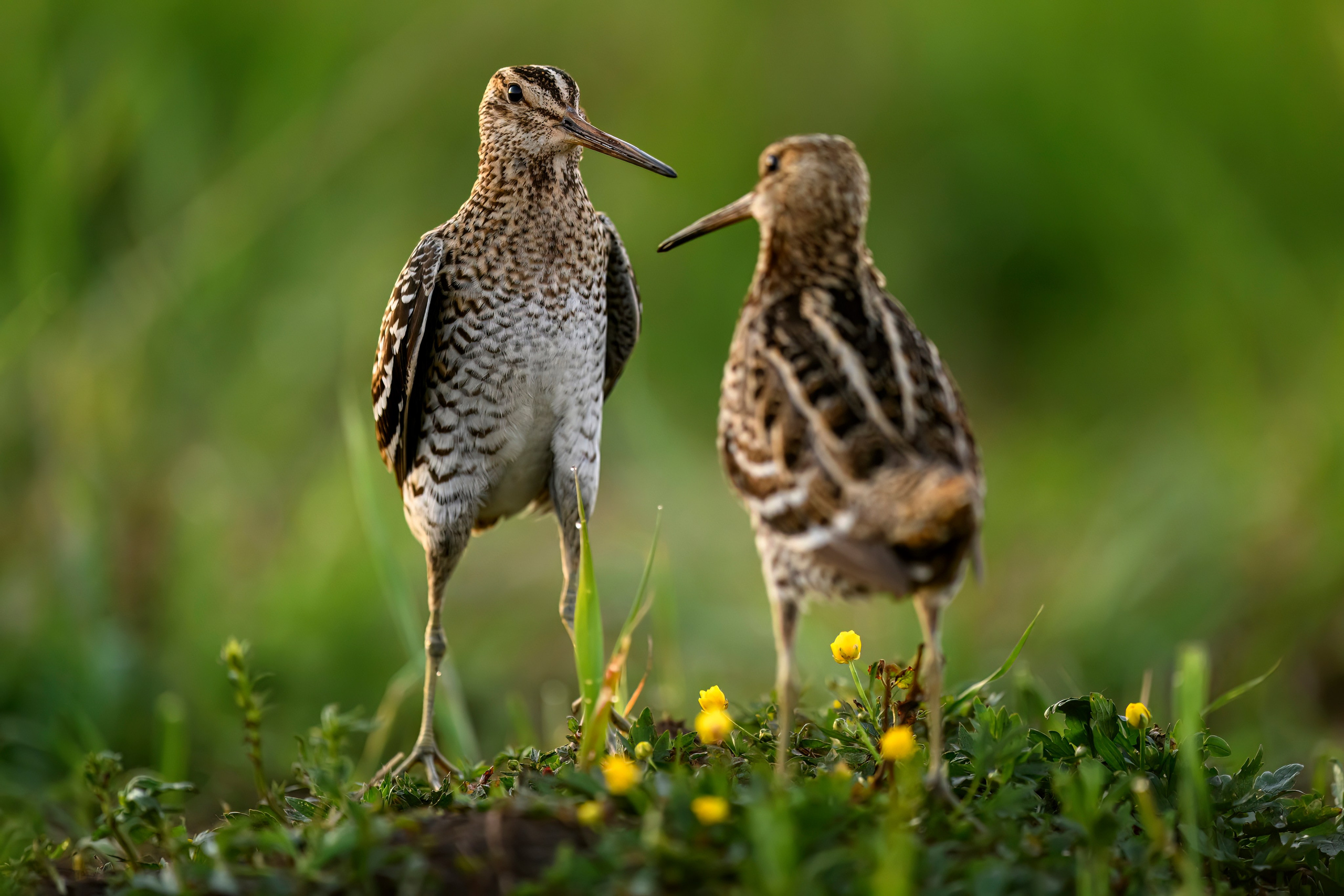 Дупелиный ток: настоящие гусары!. Фотограф Сергей Пупонин