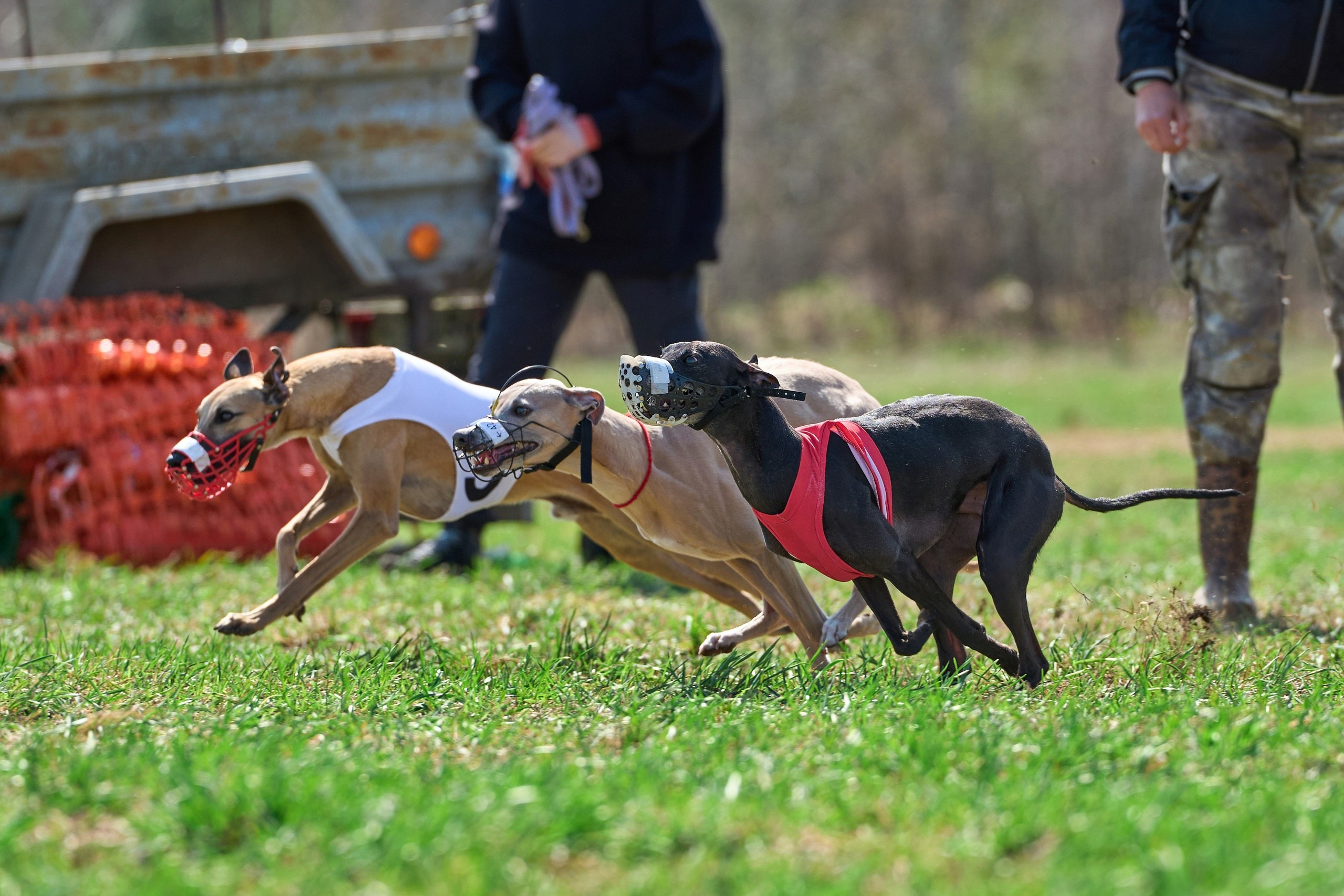 Квалификация по рейсингу. Фотограф-анималист Михаил Манухин