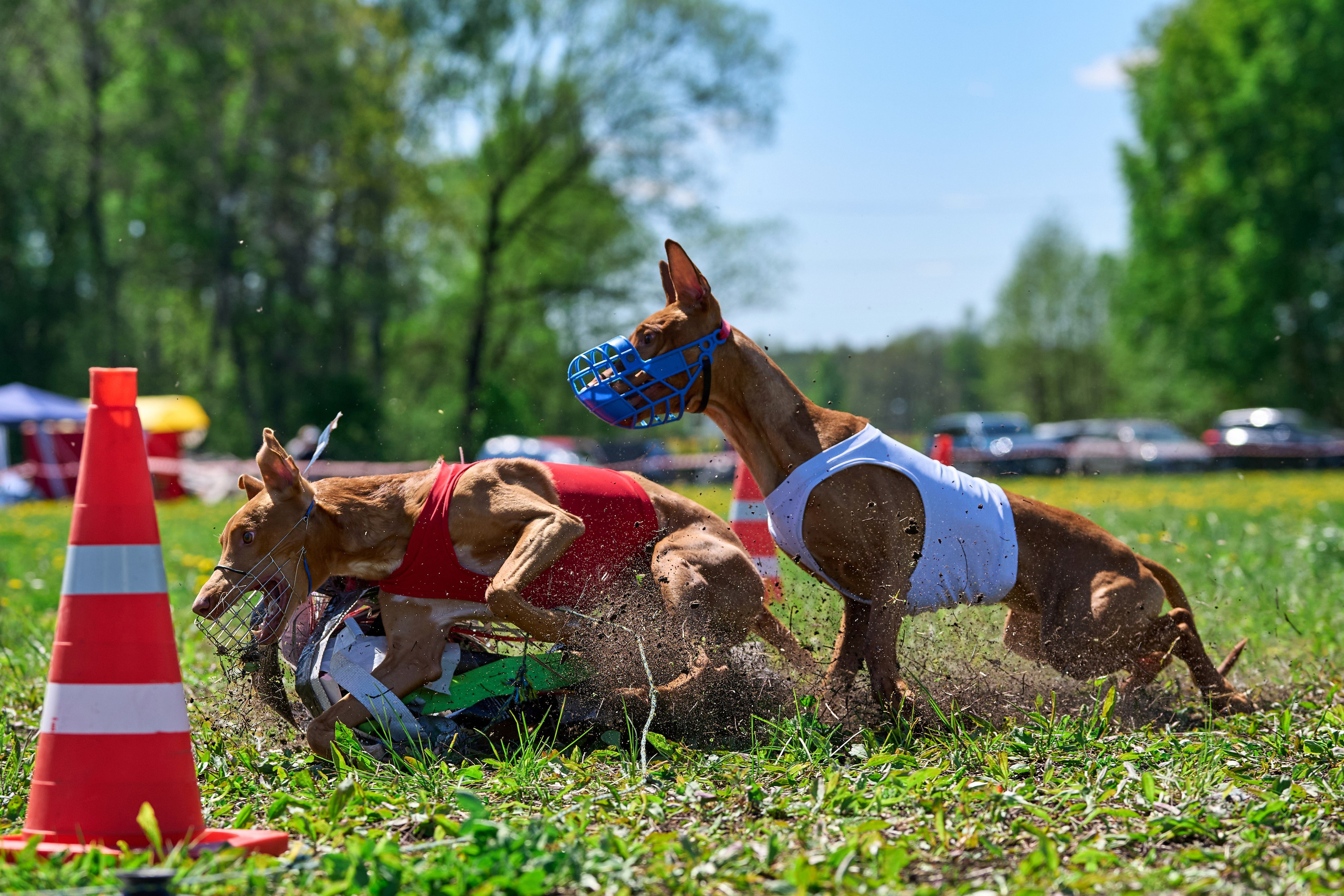 Квалификация по курсингу Донино. Фотограф-анималист Михаил Манухин