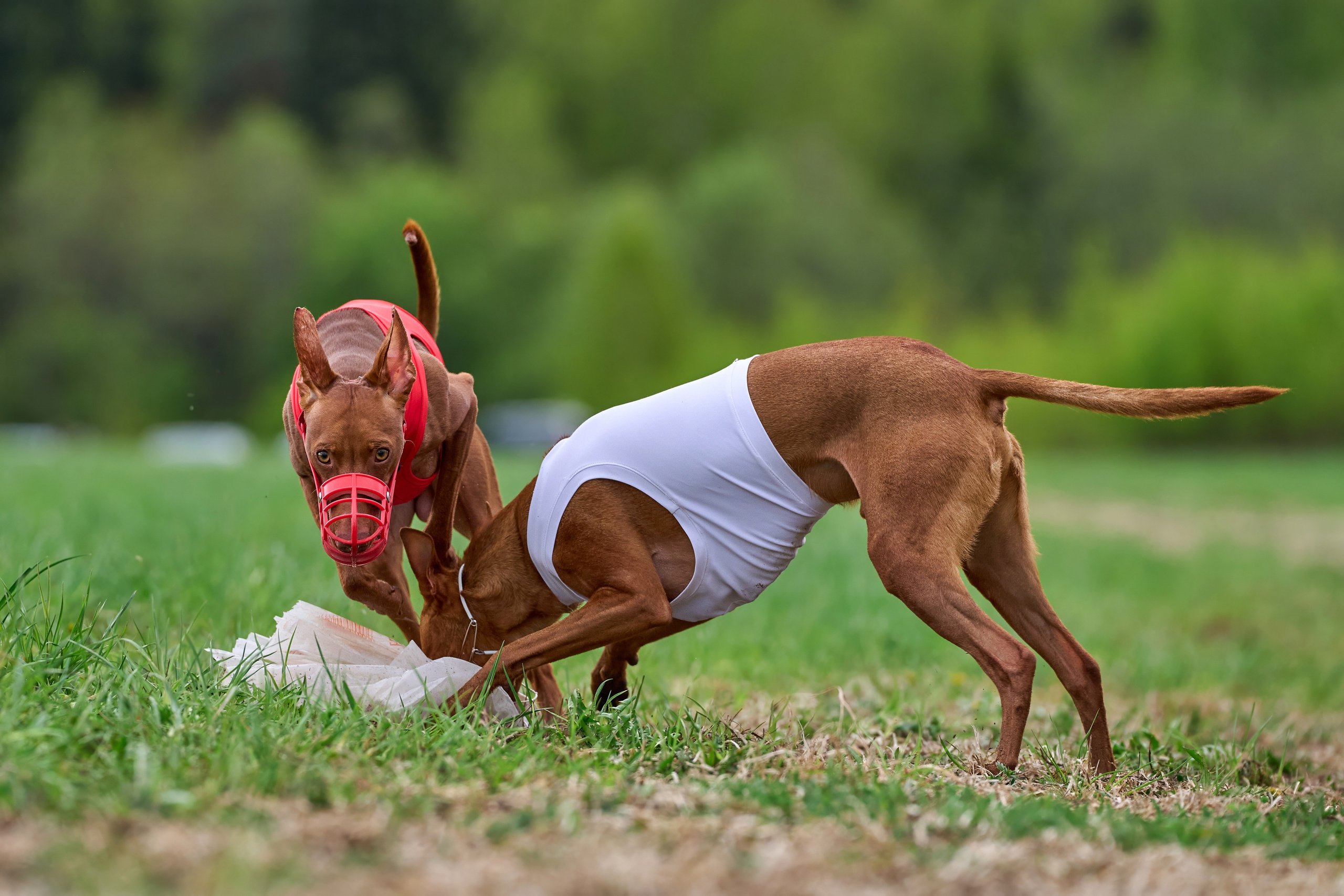 ПЧРКФ по курсингу. Фотограф-анималист Михаил Манухин