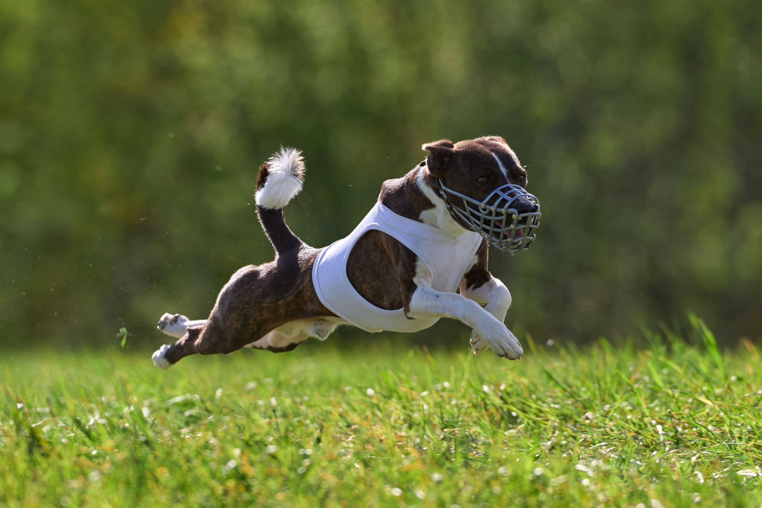 ПЧРКФ по курсингу. Фотограф-анималист Михаил Манухин