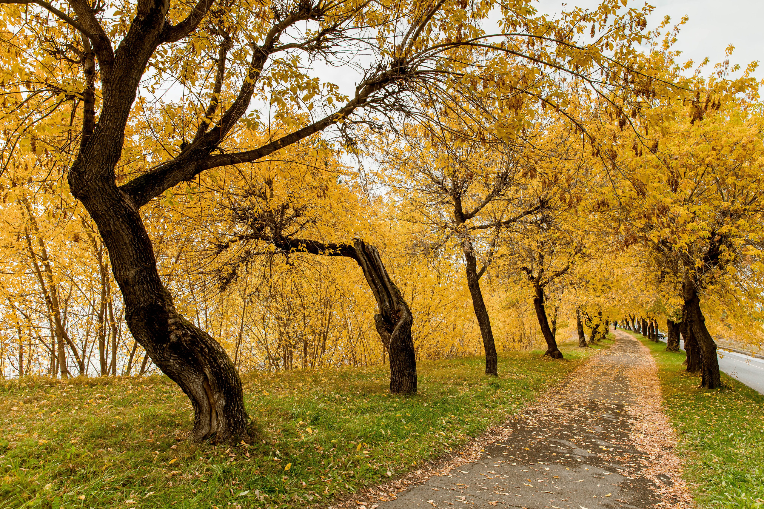 Осень в парке. Семейный и детский фотограф в Железногорске Саламахо Ольга