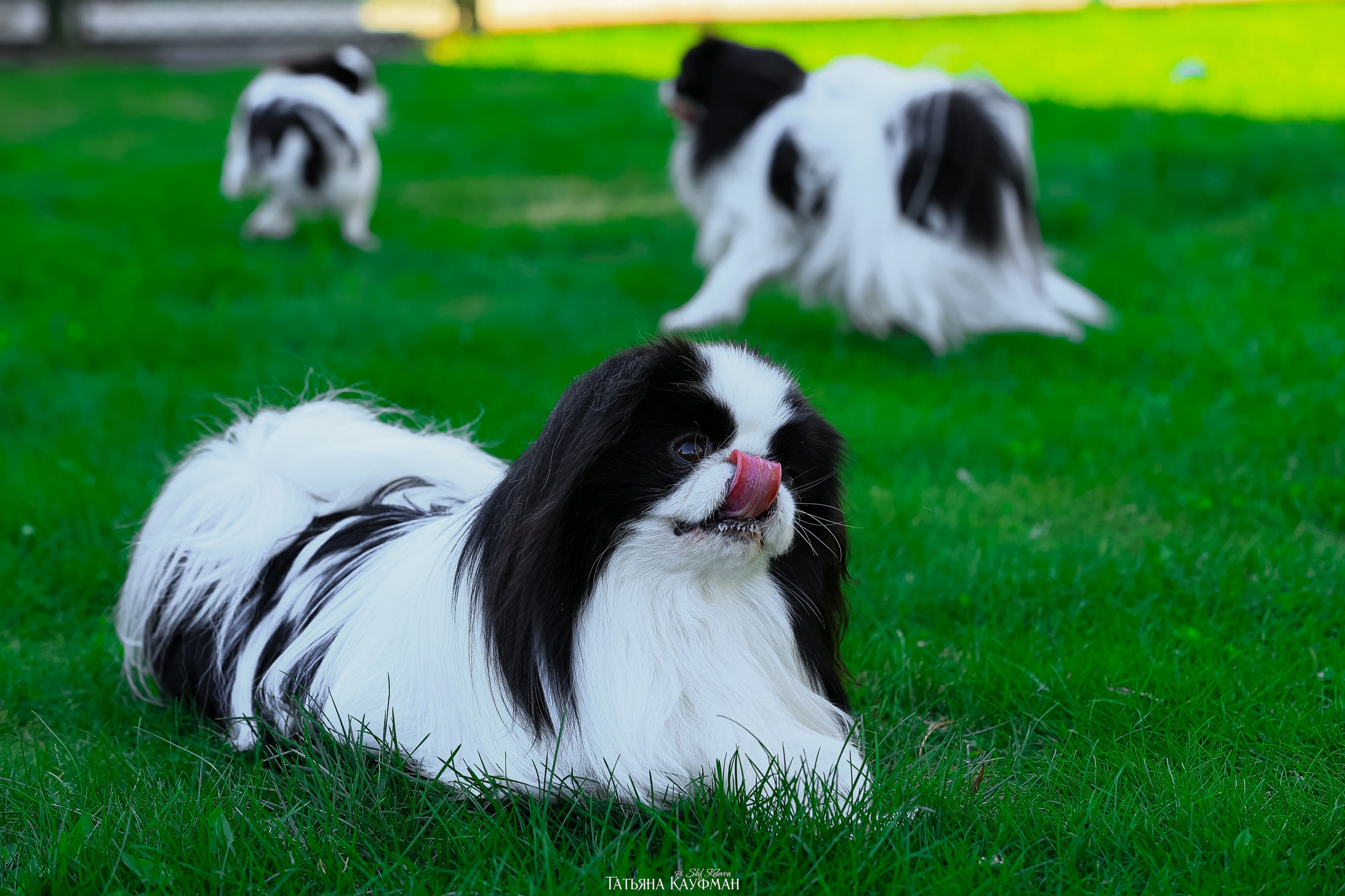 Японский хин, фотография японский хин, собака в цветах, красивая собака, фотограф анималист, фотокурс Анималистика, научиться фотографировать собак, фотограф Новосибирск