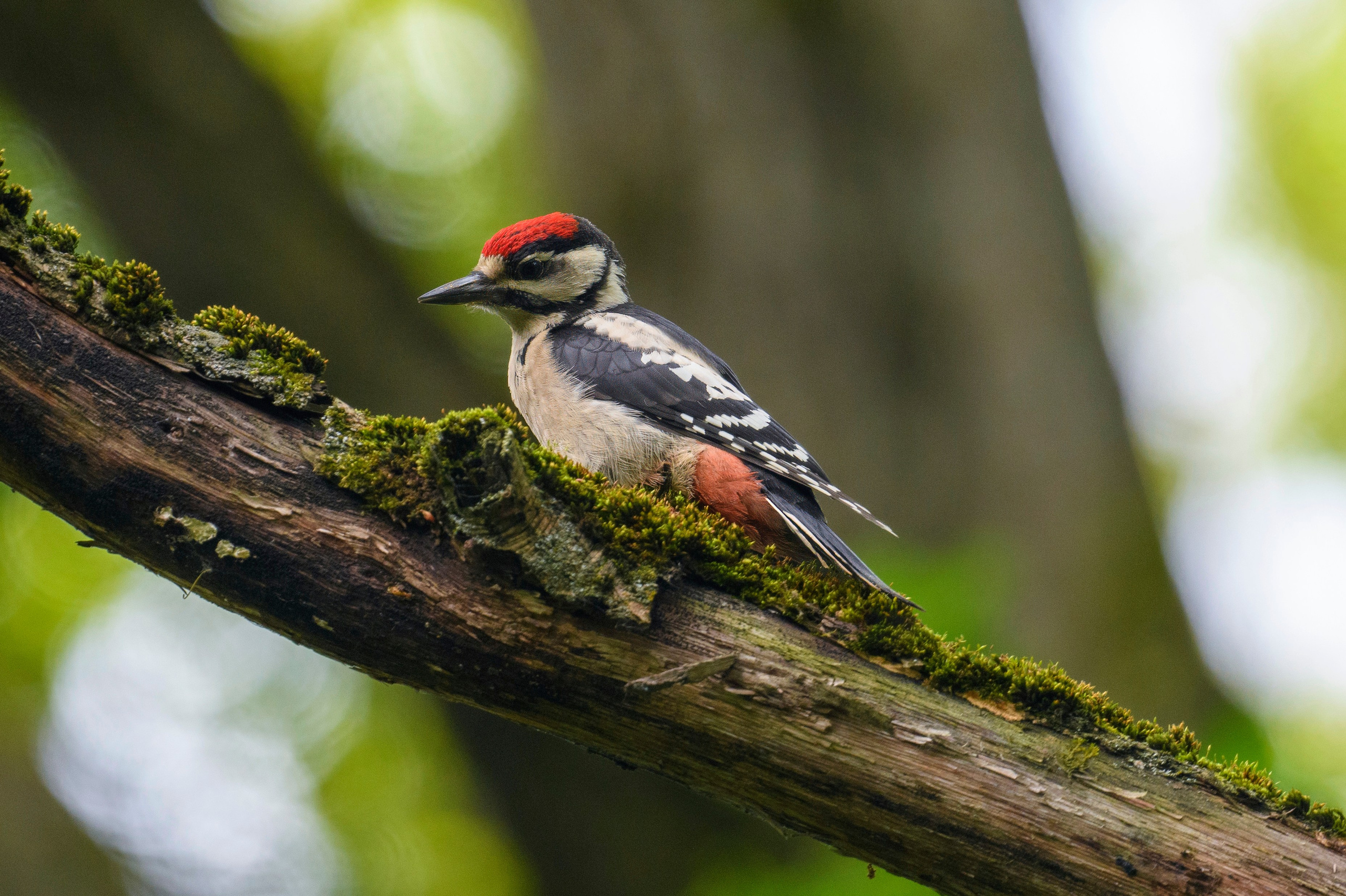 ГБС, Москва. Фотограф Сергей Пупонин