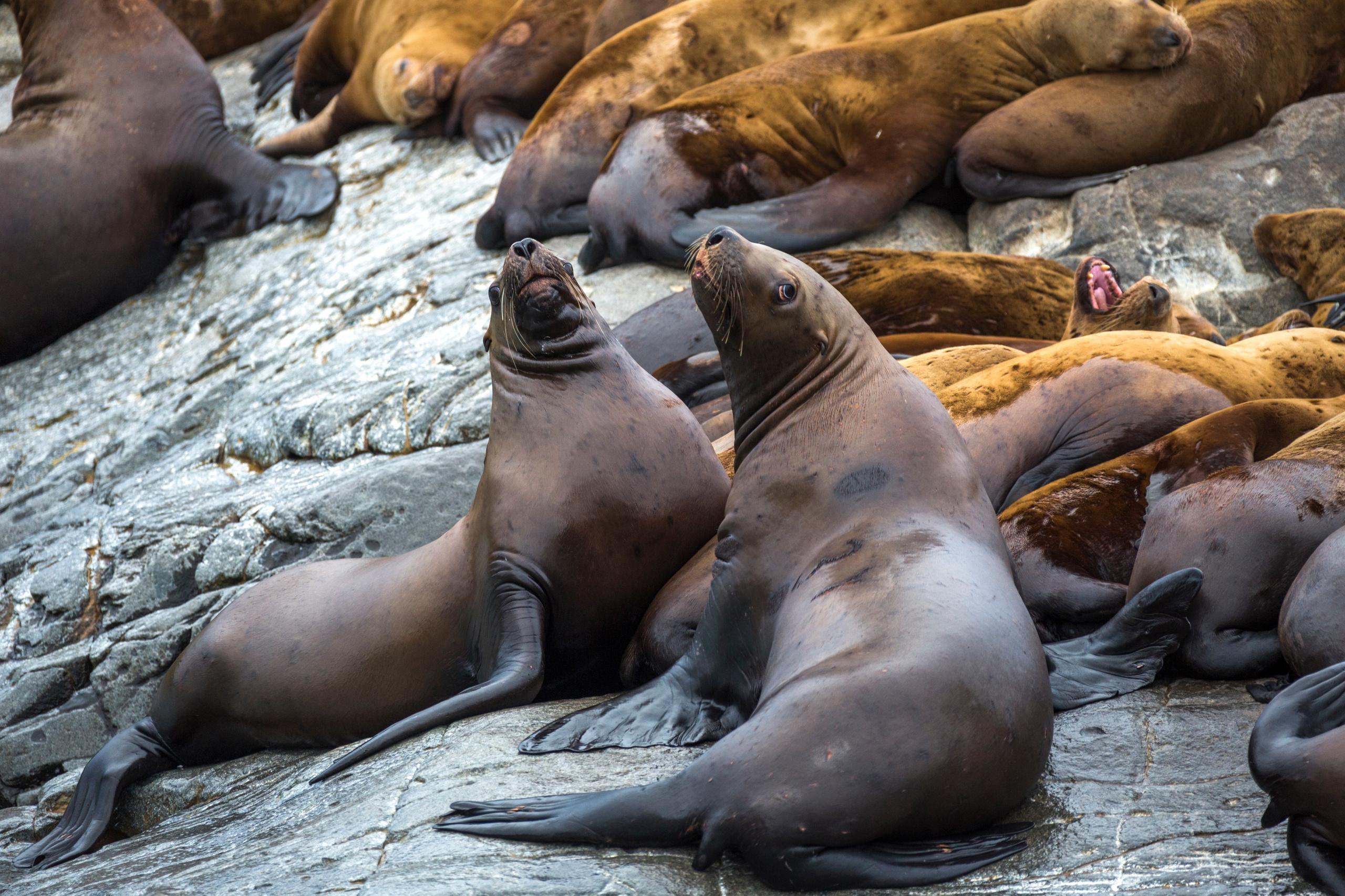 Русская бухта — дикая природа и морские маршруты Камчатки. Время Камчатки: чтобы найти свой путь, нужно скорость умножить на время