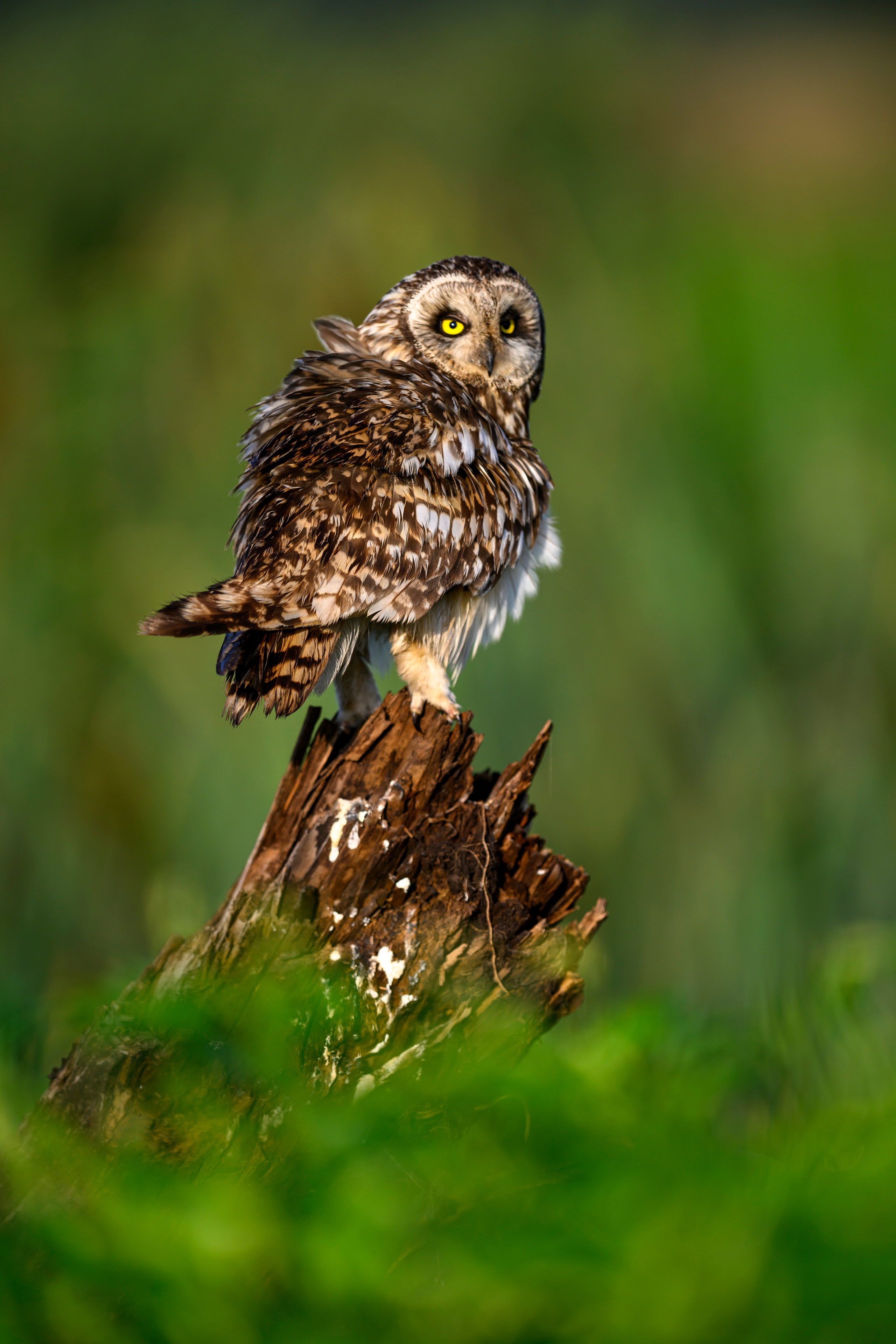 Сова на рассвете. Owl at dawn. Wildlife photography by Sergey Puponin