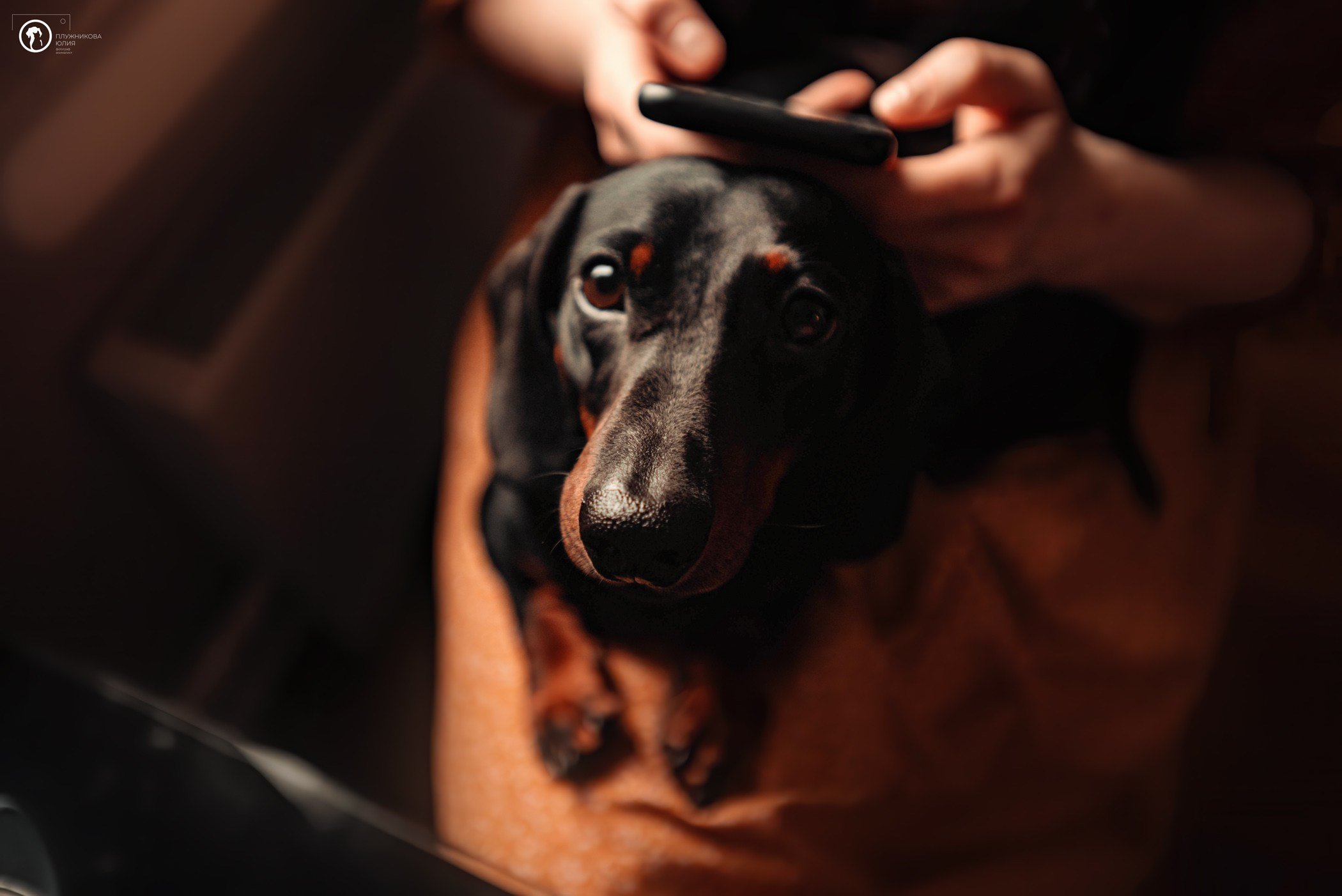 Таня и Грант. Фотограф — анималист Саратов/Москва|Плужникова Юлия