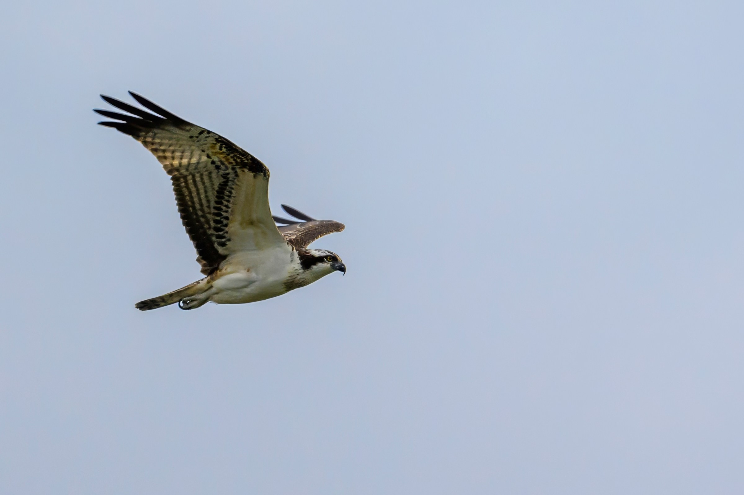Охота скопы. The hunt of the Osprey. Фотограф Сергей Пупонин