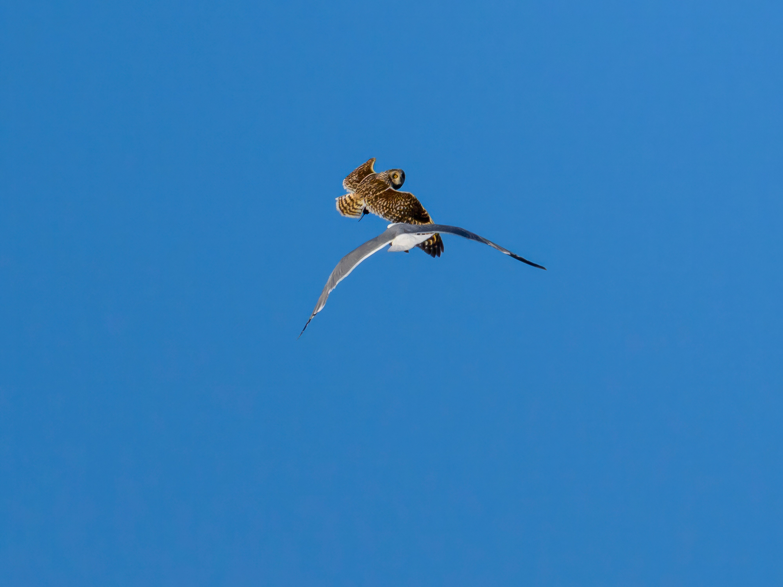 Охота сов и разбой средь бела дня!. Wildlife photography by Sergey Puponin