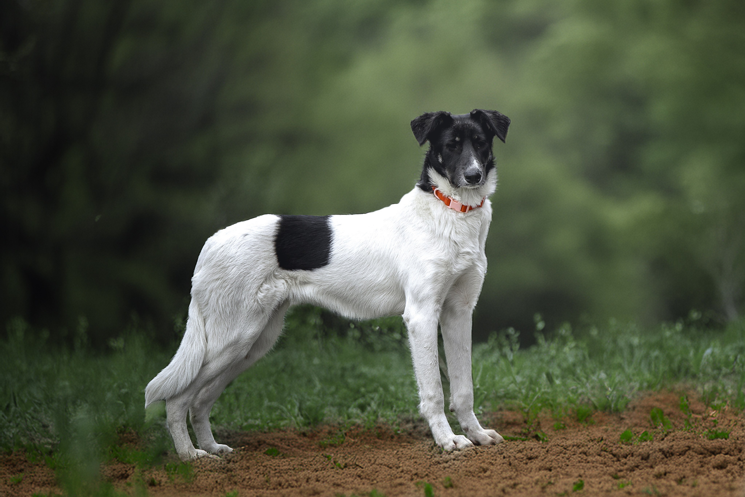ИЩУТ ДОМ. Фотограф-анималист в Москве и Подмосковье