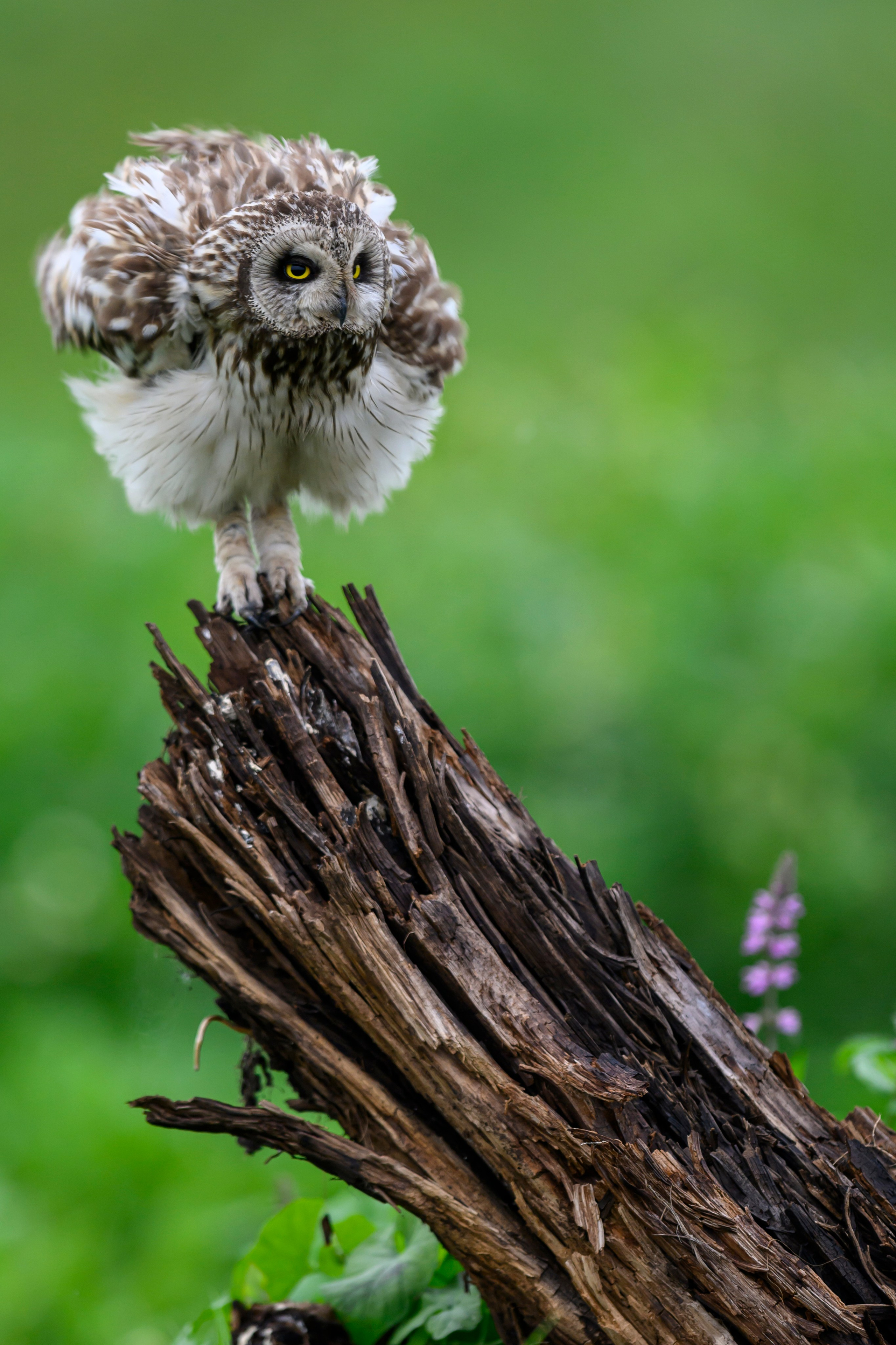 Мэрилин Монро | Marilyn Monroe. Фотограф Сергей Пупонин