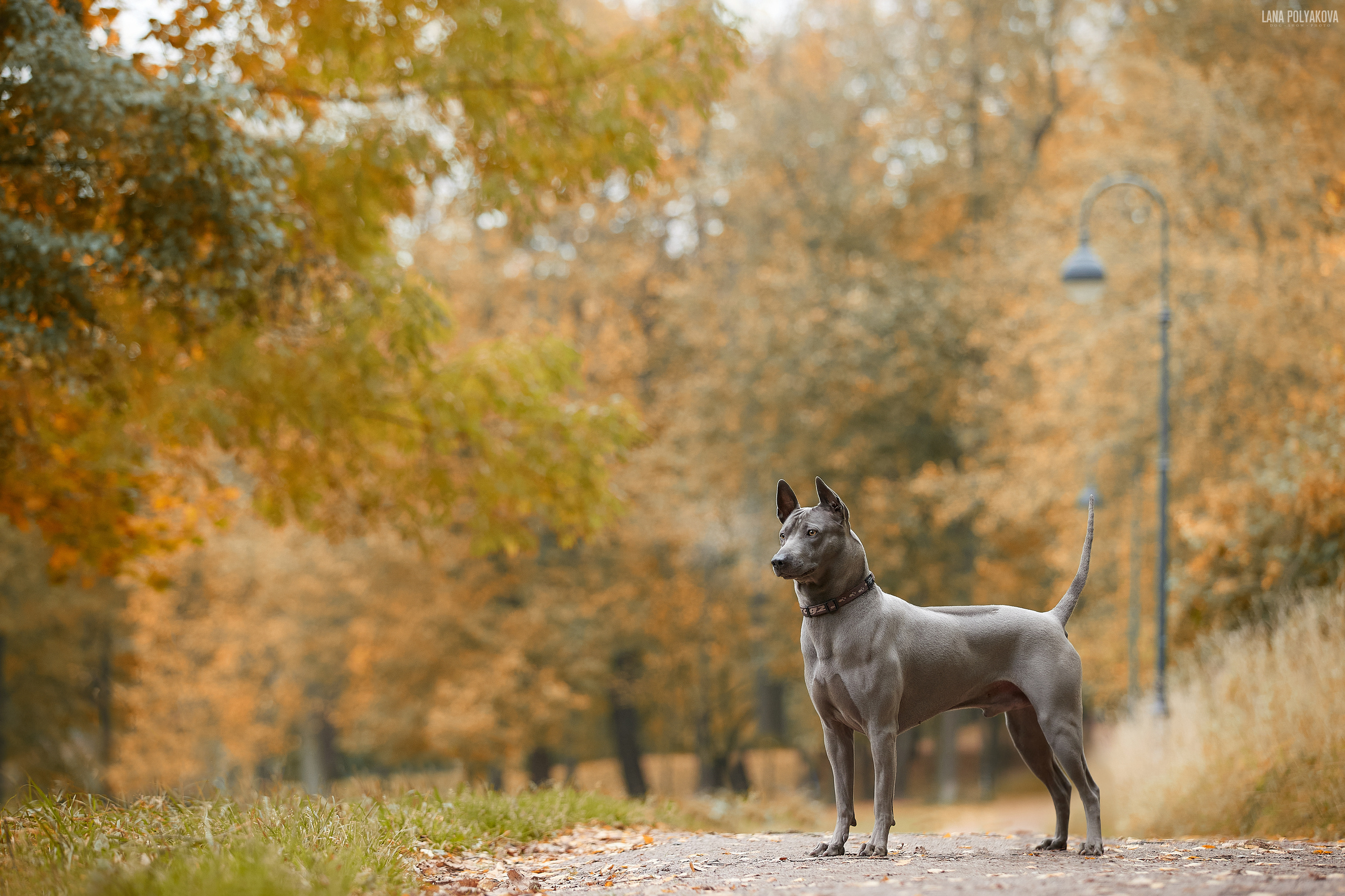 Тайский риджбек, осень