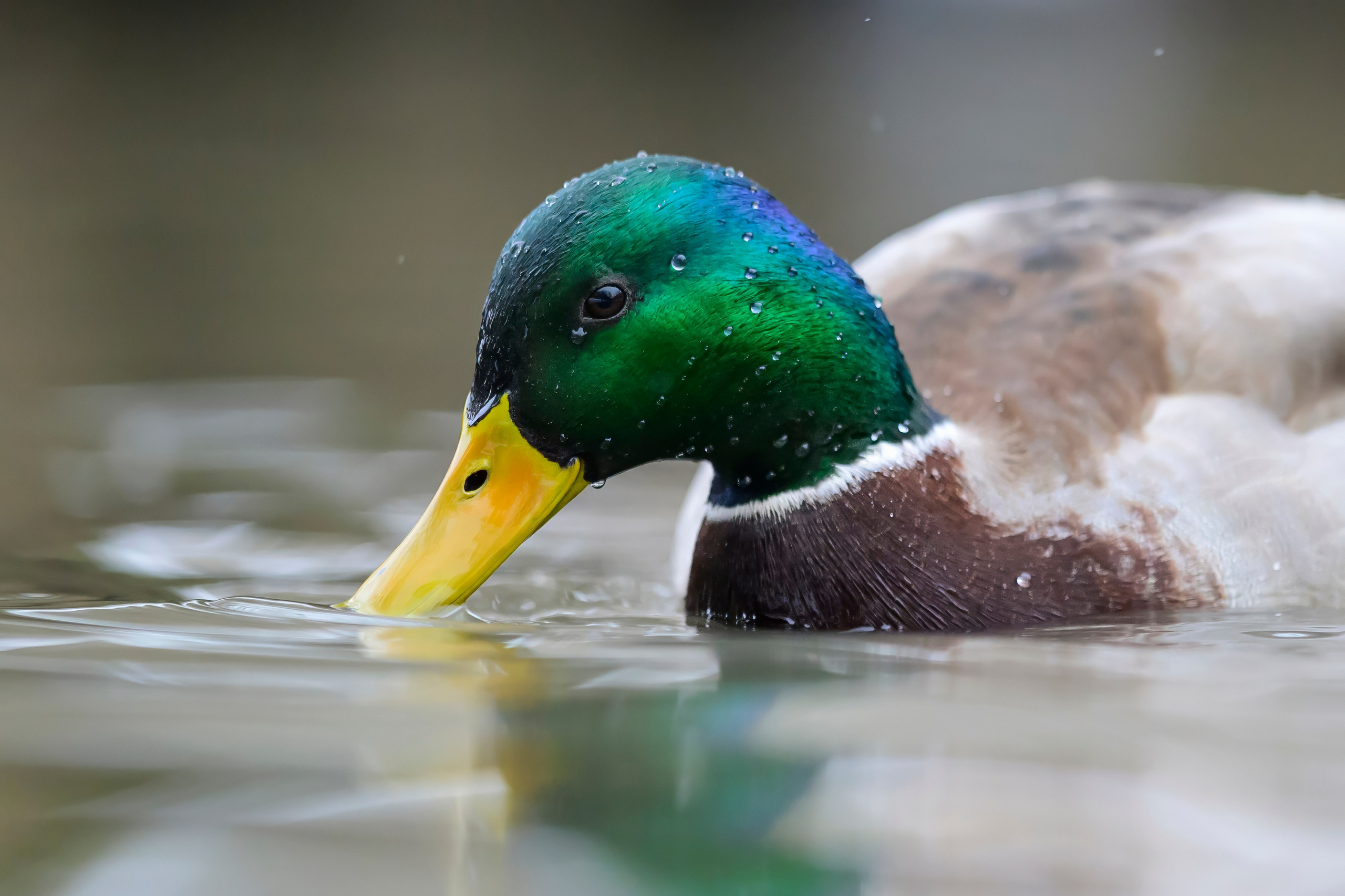 Мандаринки Mandarin ducks. Wildlife photography by Sergey Puponin