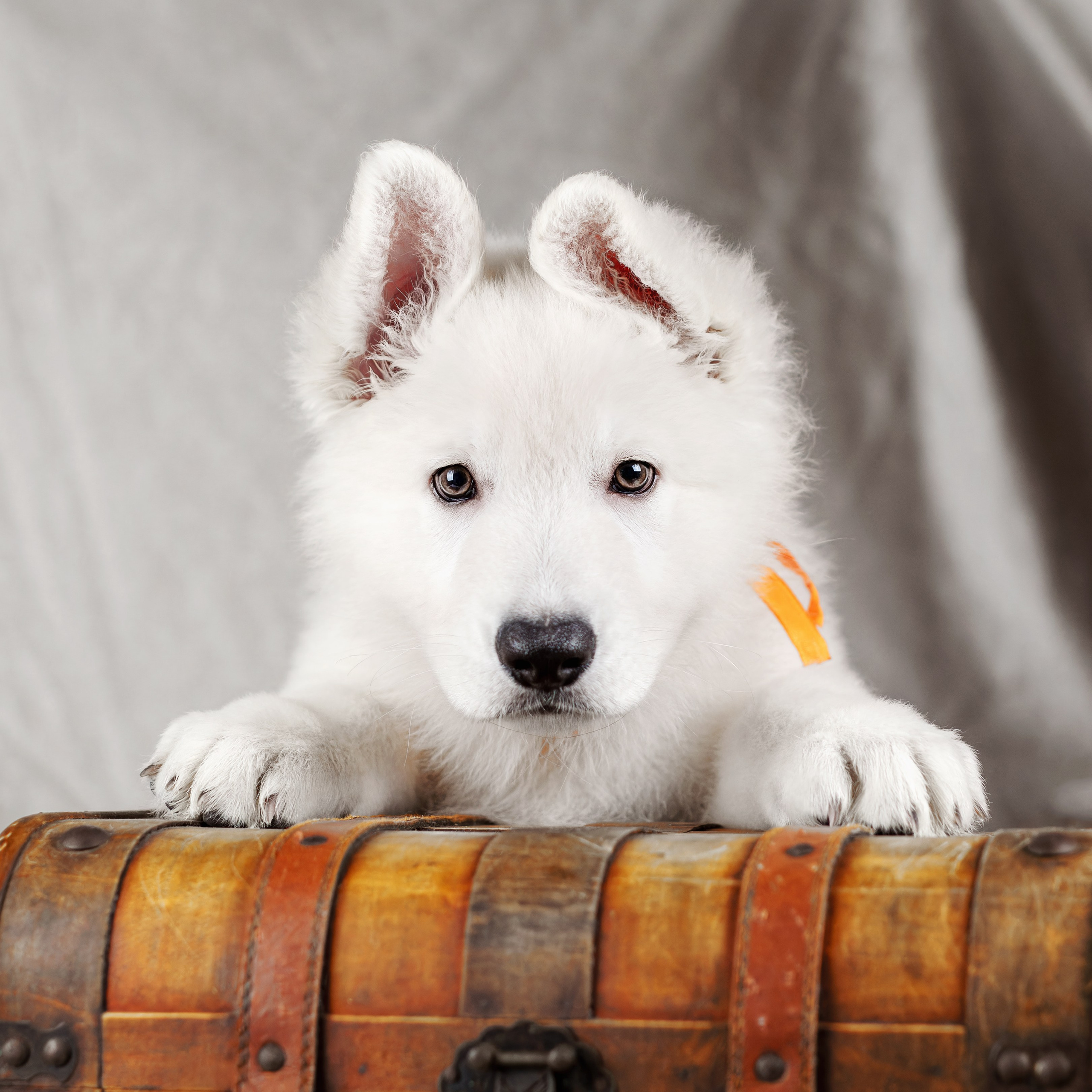 Щенки белой швейцарской овчарки. Фотограф-анималист Юлия Зубкова