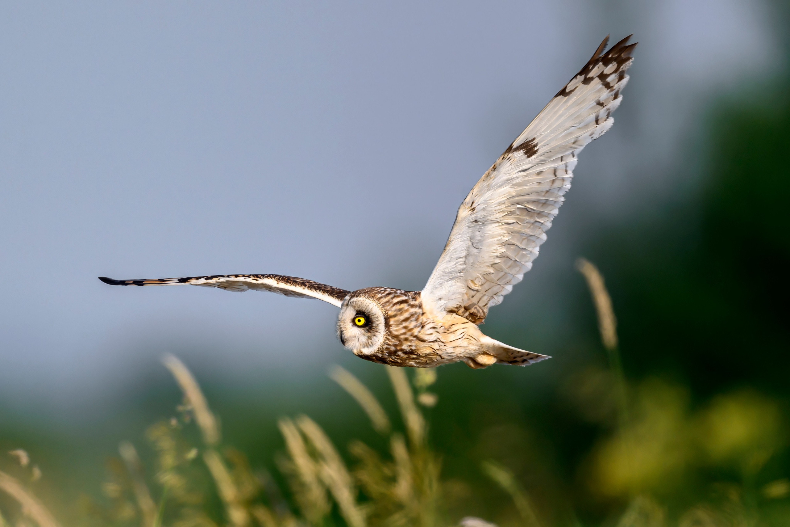 Слеток болотной совы. Wildlife photography by Sergey Puponin
