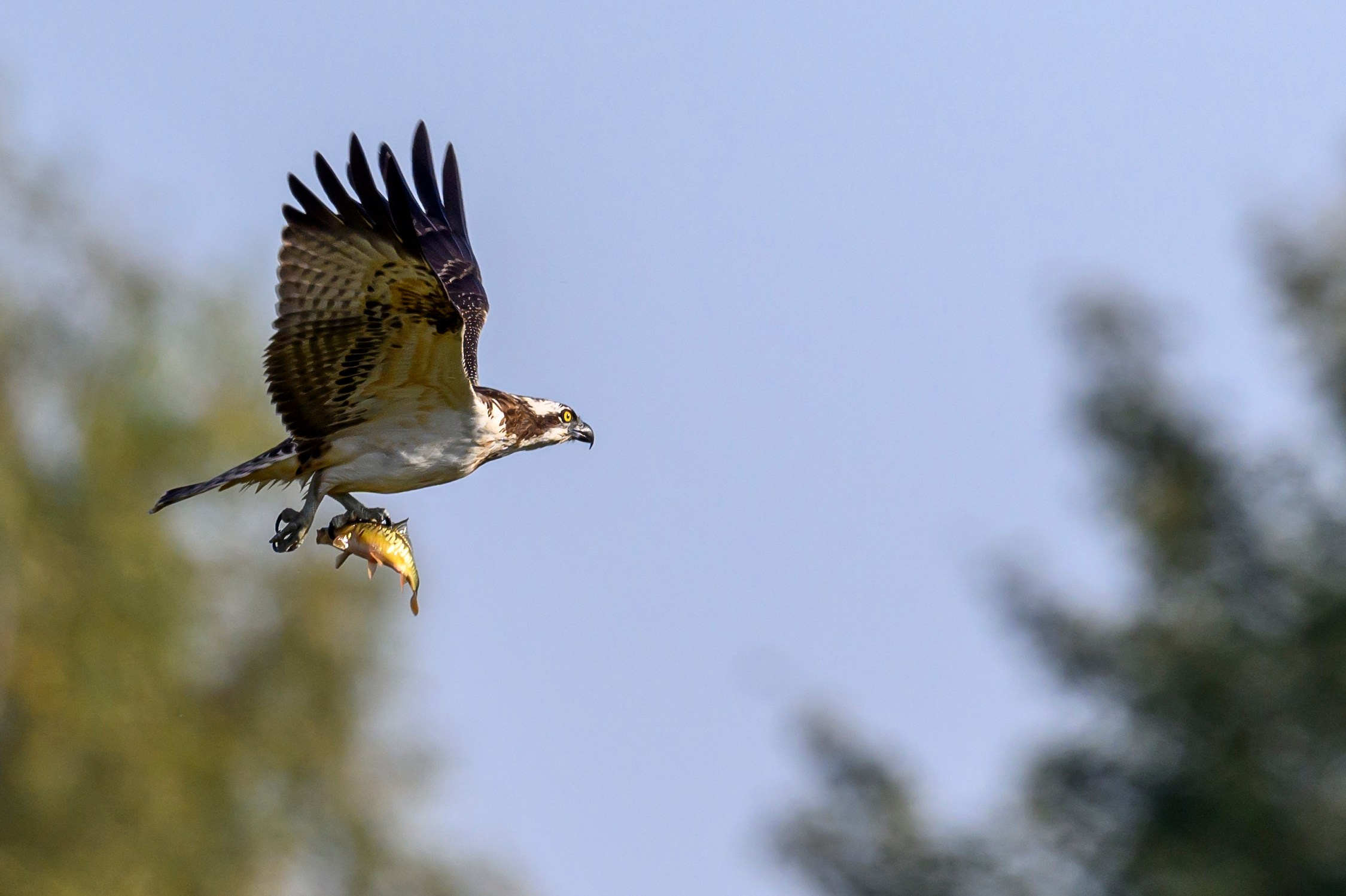 Скопа и канюк. The Osprey and the Buzzard. Фотограф Сергей Пупонин