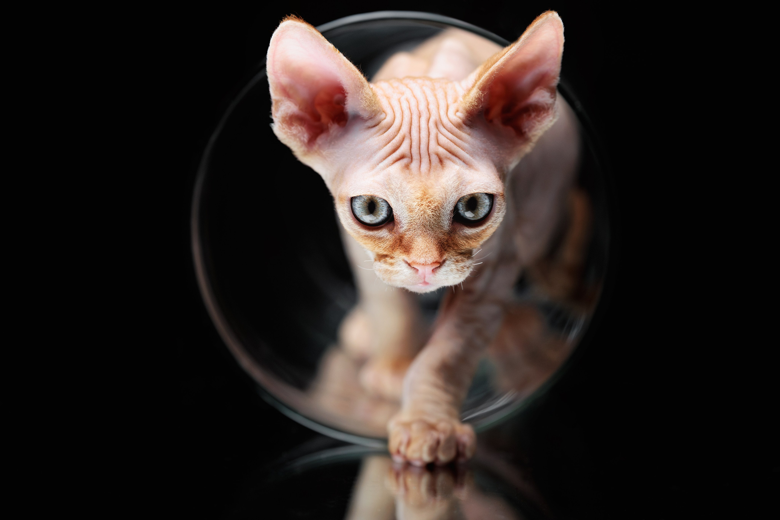 Стоимость фотосъемки кошки. Фотограф-анималист Юлия Зубкова