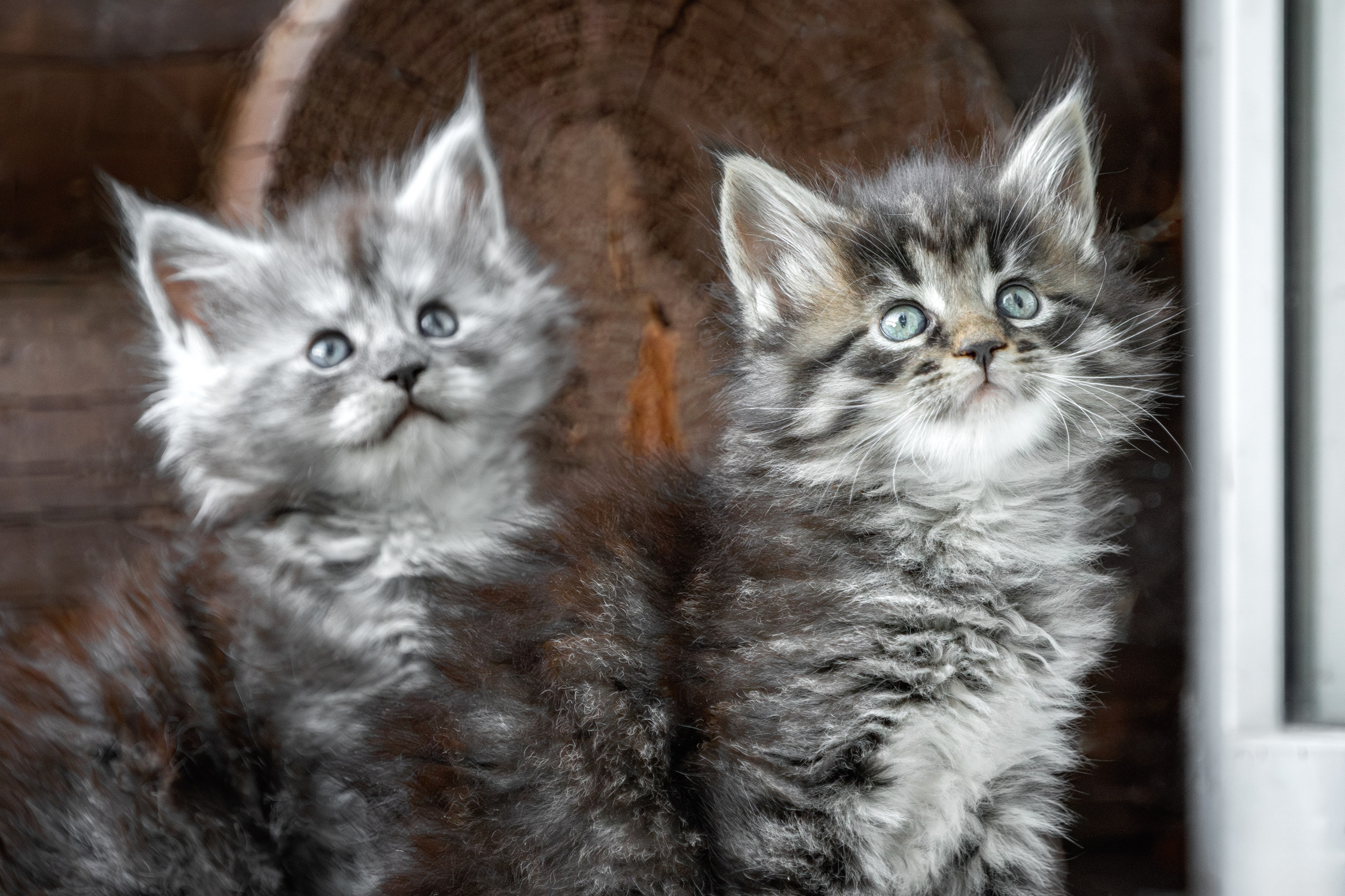 Котята породы мейн-кун. Фотограф-анималист Юлия Зубкова