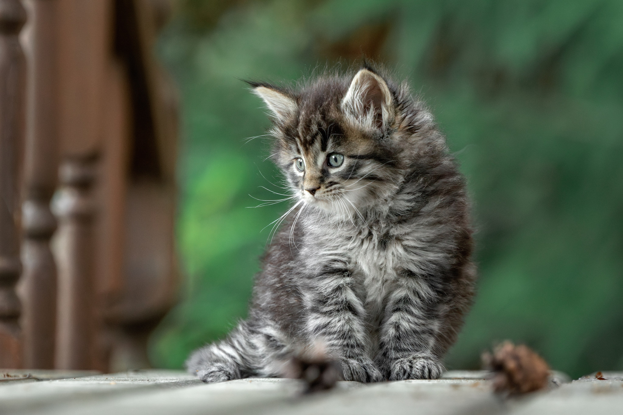 Котята породы мейн-кун. Фотограф-анималист Юлия Зубкова