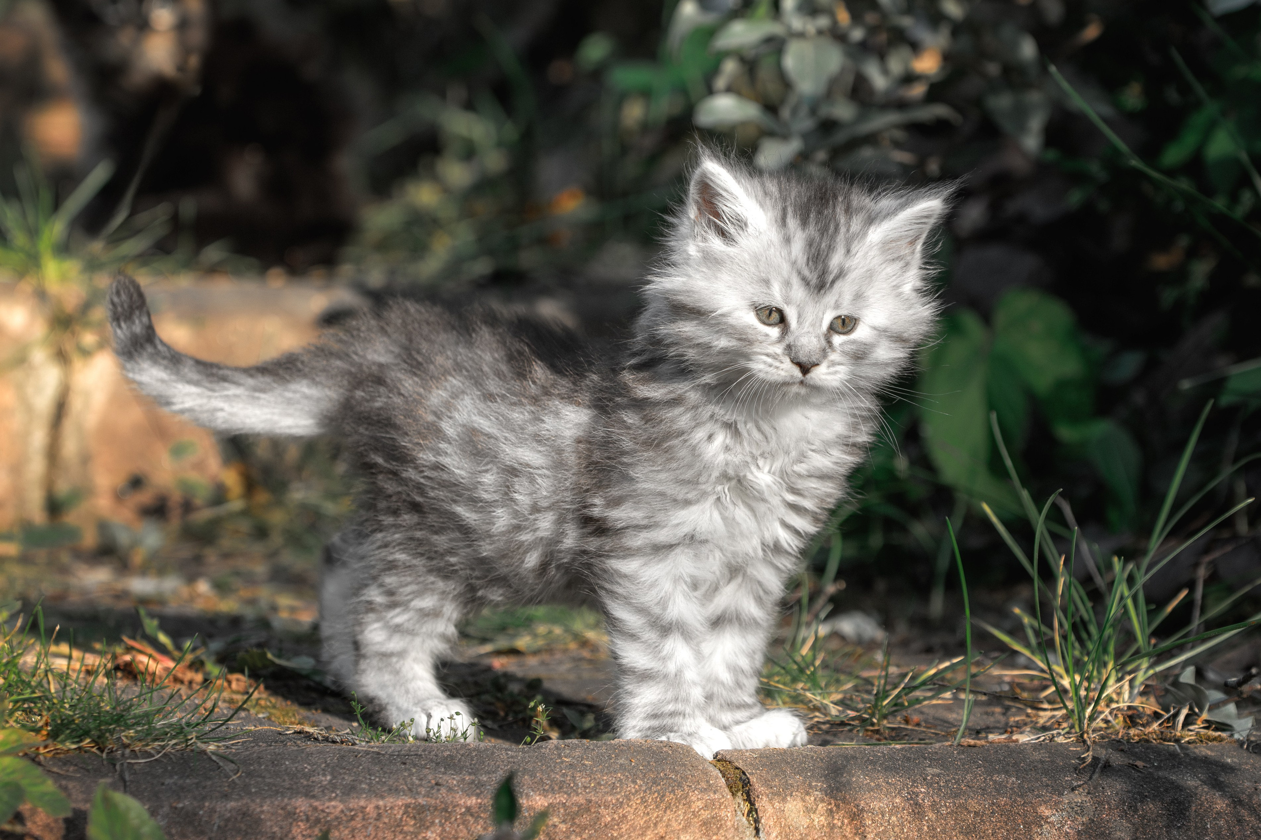 Котята породы мейн-кун. Фотограф-анималист Юлия Зубкова