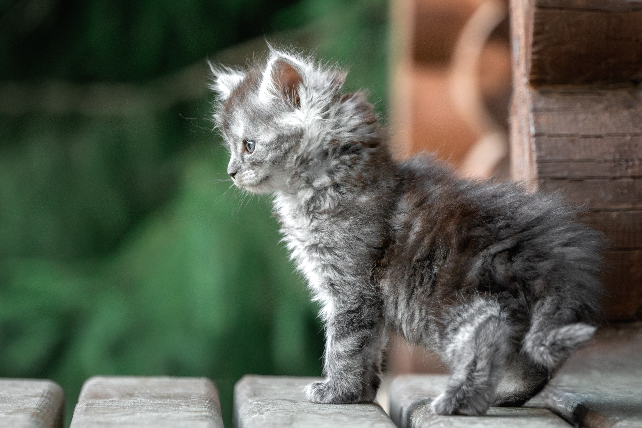 Котята породы мейн-кун. Фотограф-анималист Юлия Зубкова