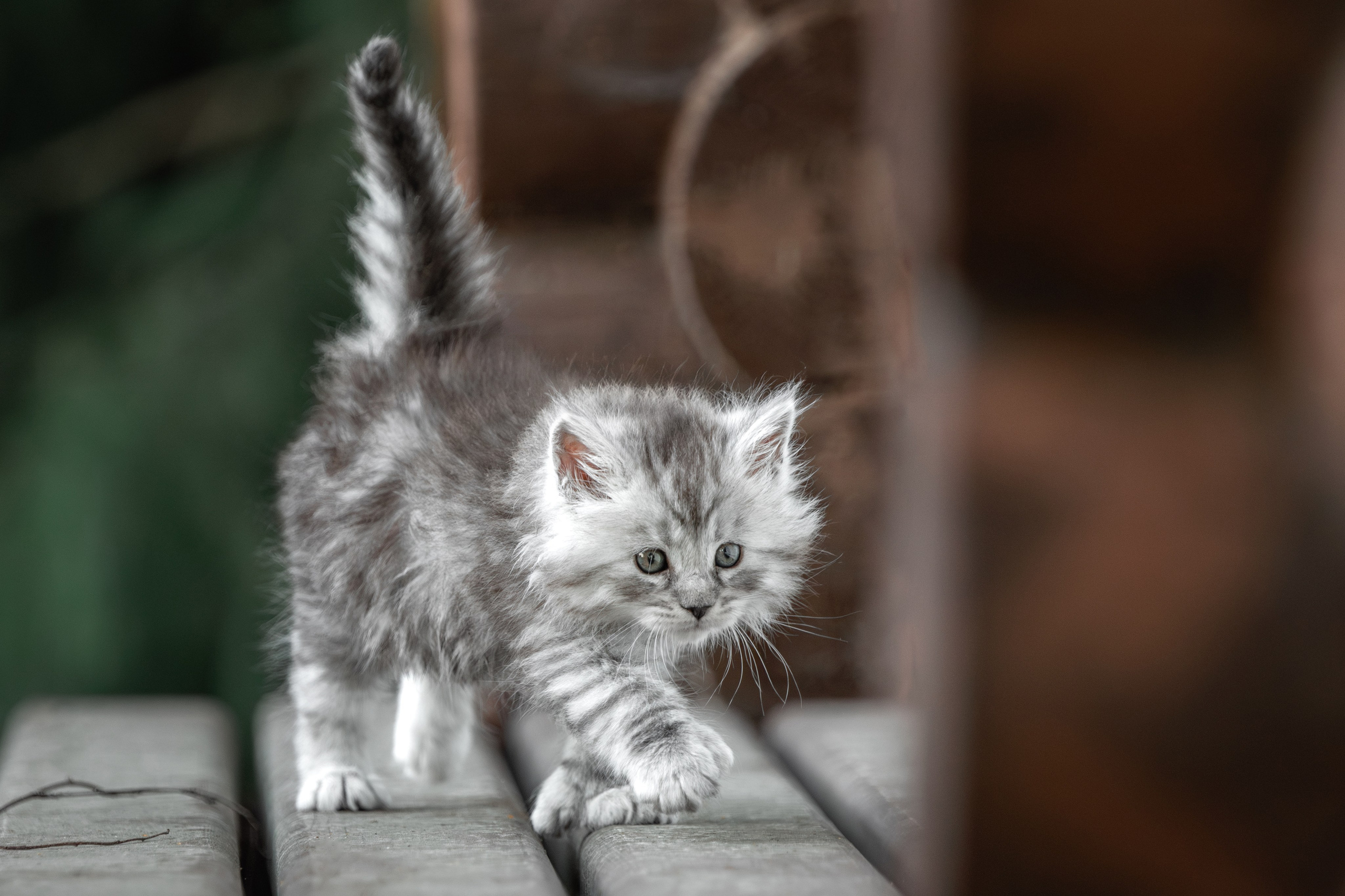 Котята породы мейн-кун. Фотограф-анималист Юлия Зубкова