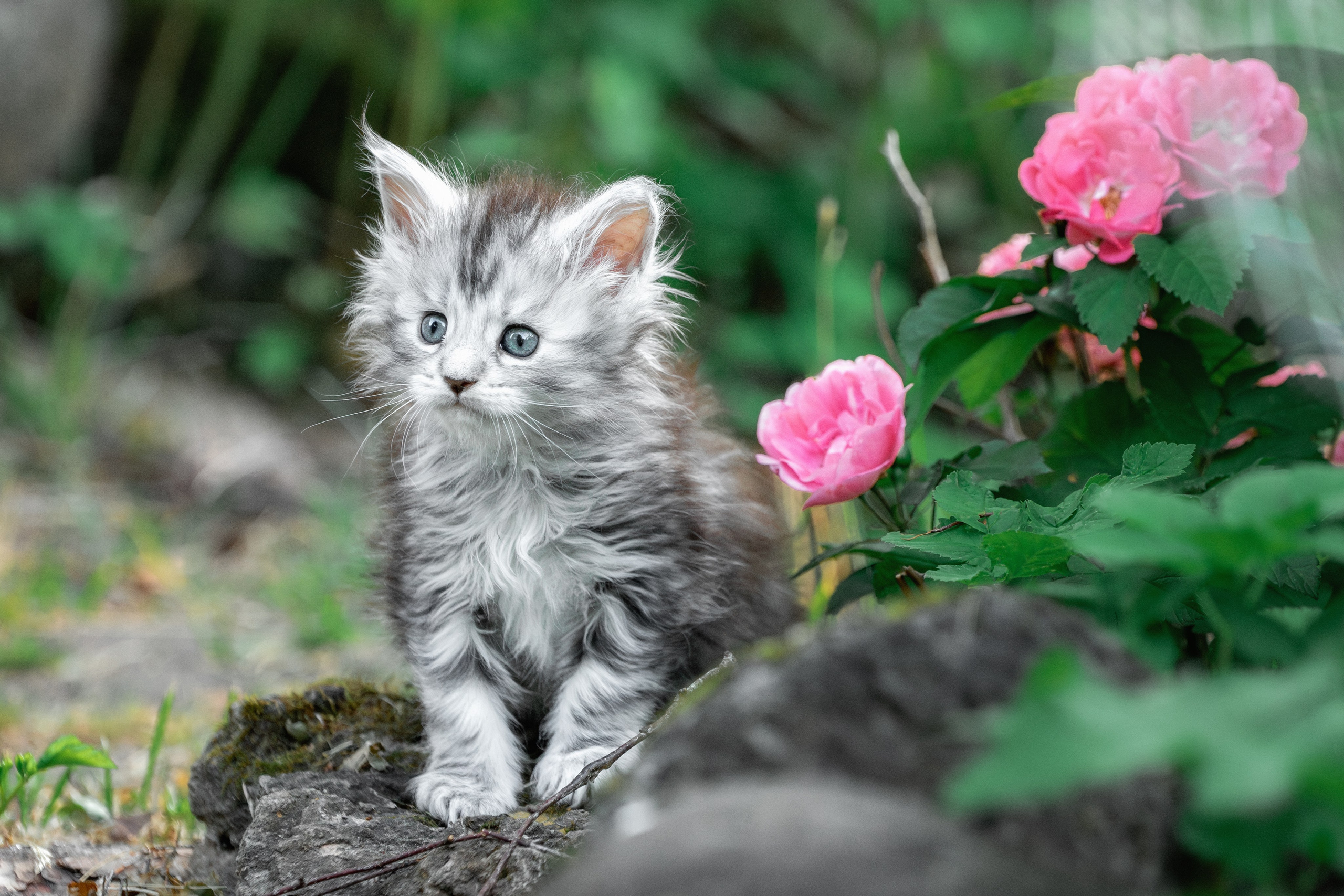 Котята породы мейн-кун. Фотограф-анималист Юлия Зубкова