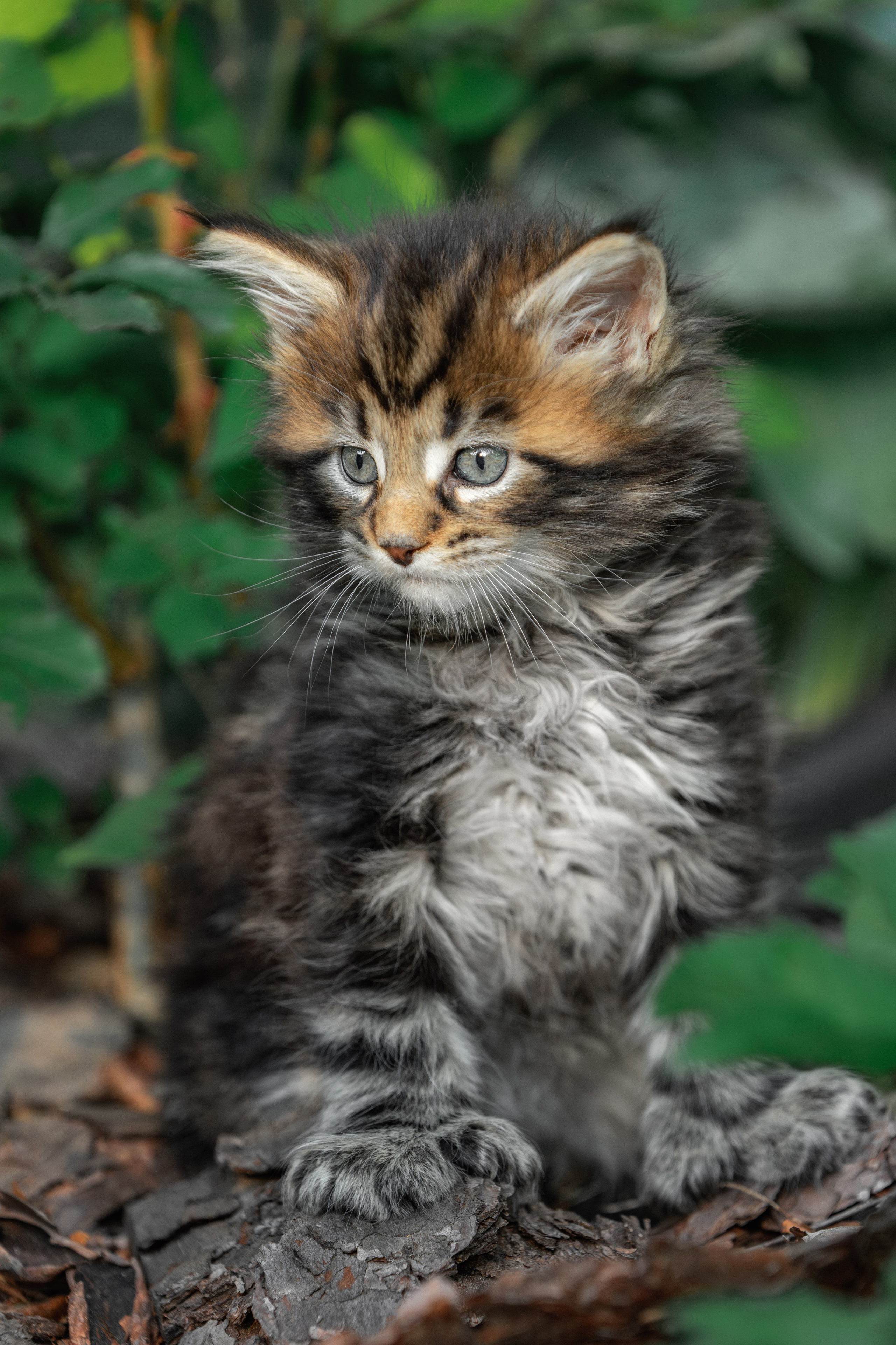 Котята породы мейн-кун. Фотограф-анималист Юлия Зубкова