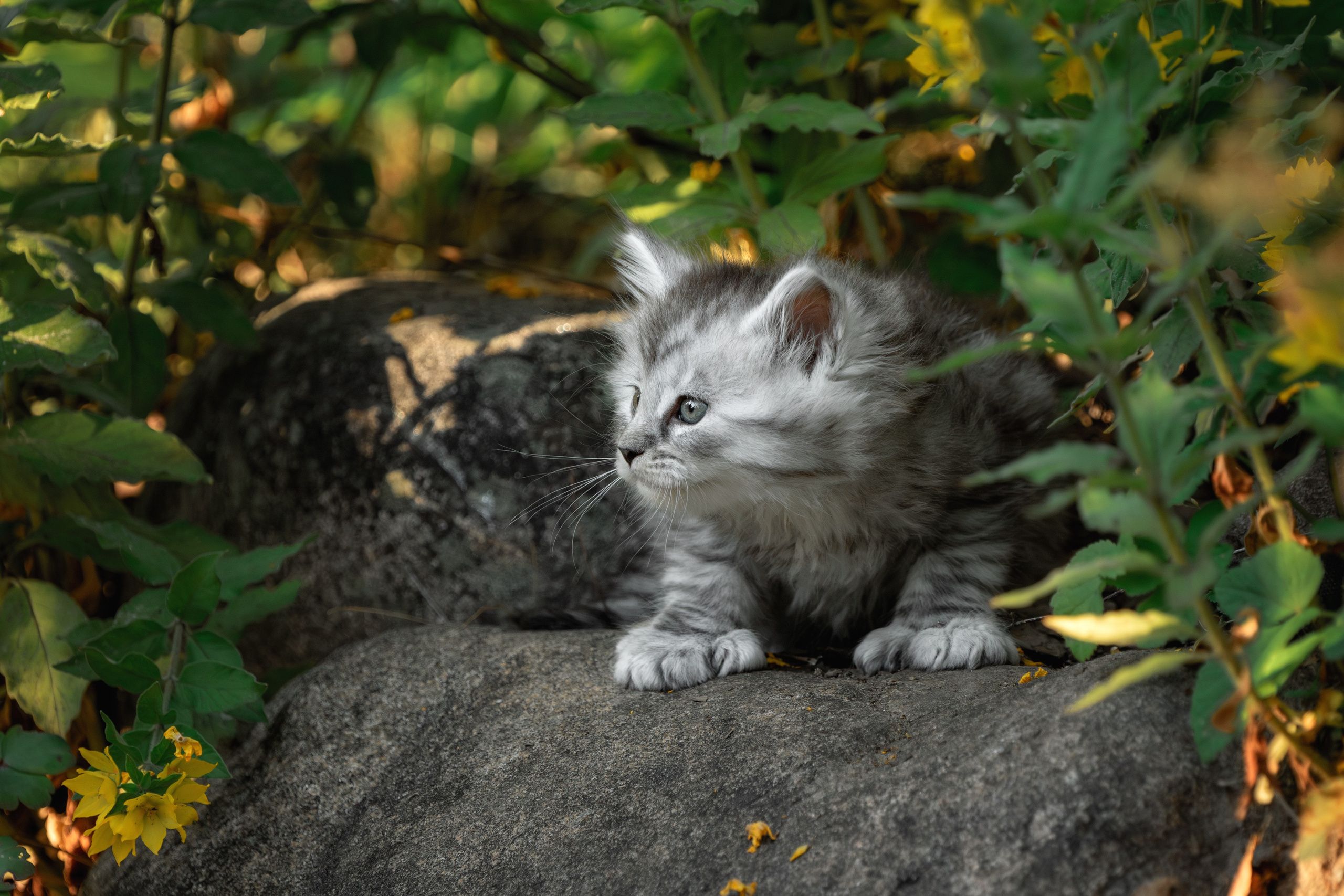 Котята породы мейн-кун. Фотограф-анималист Юлия Зубкова