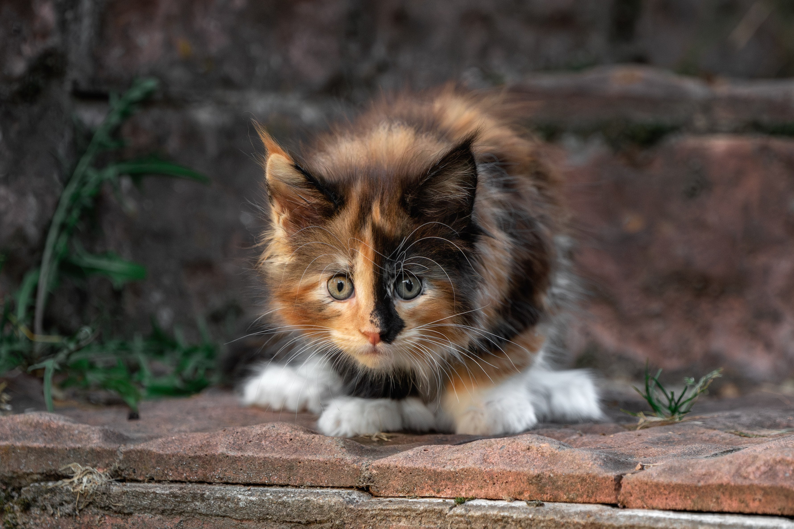 Котята породы мейн-кун. Фотограф-анималист Юлия Зубкова