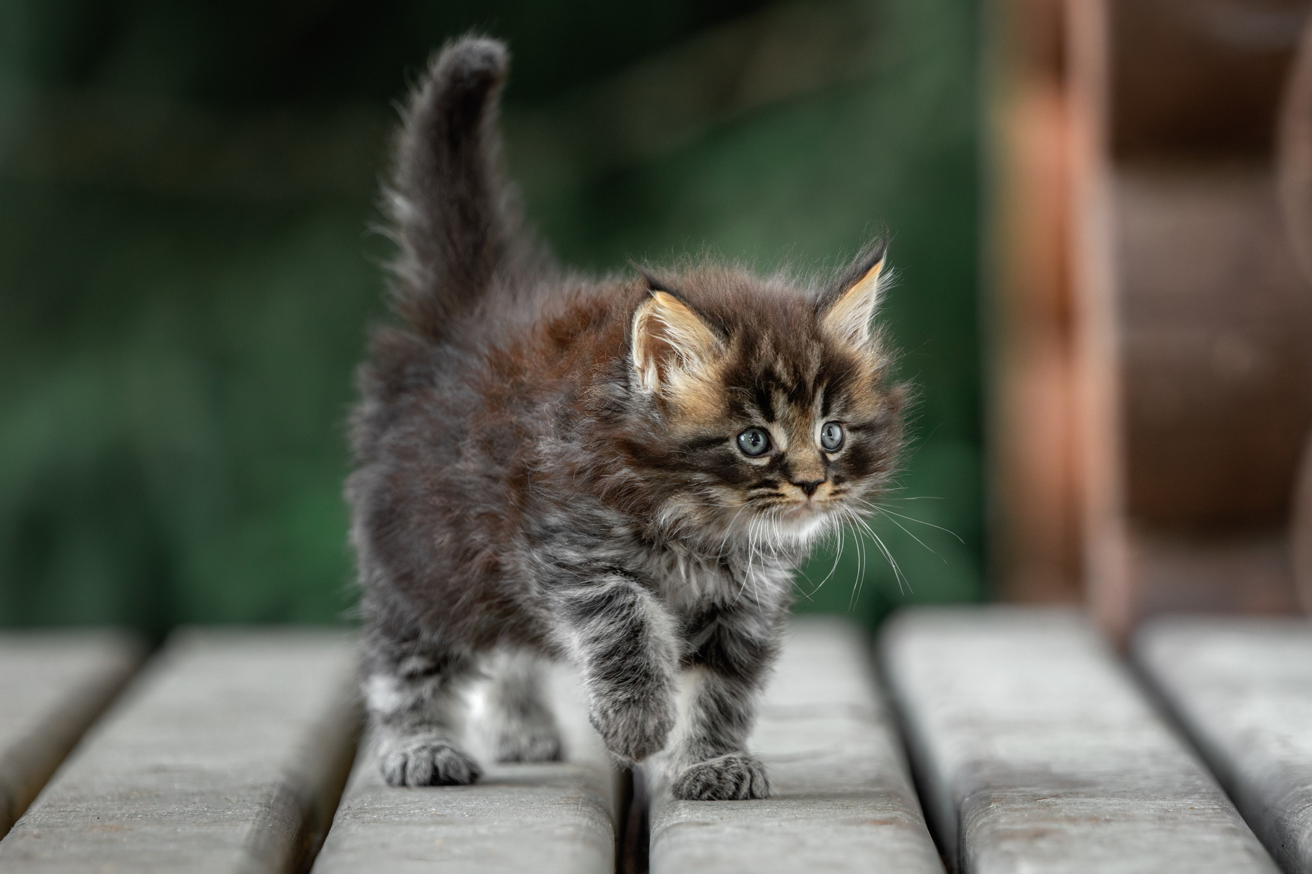 Котята породы мейн-кун. Фотограф-анималист Юлия Зубкова