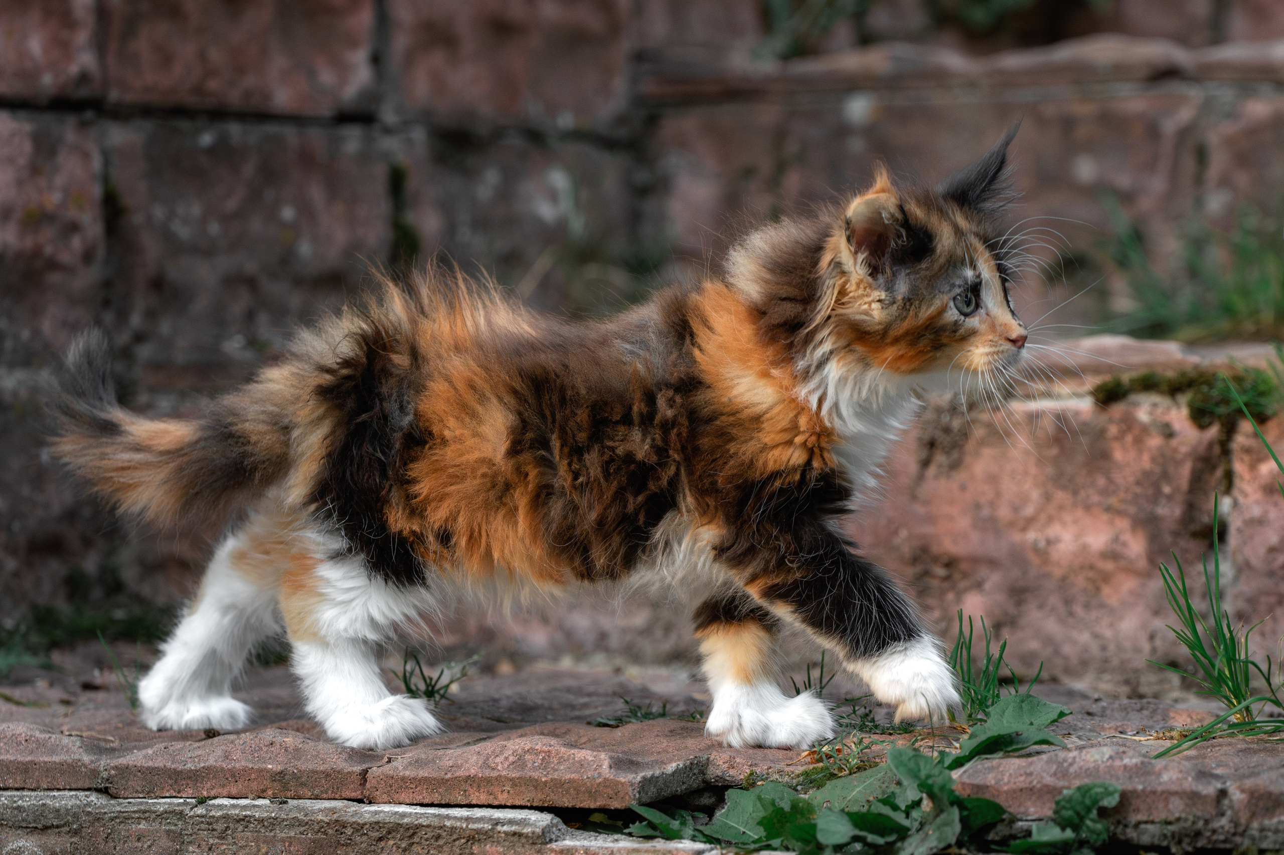 Котята породы мейн-кун. Фотограф-анималист Юлия Зубкова
