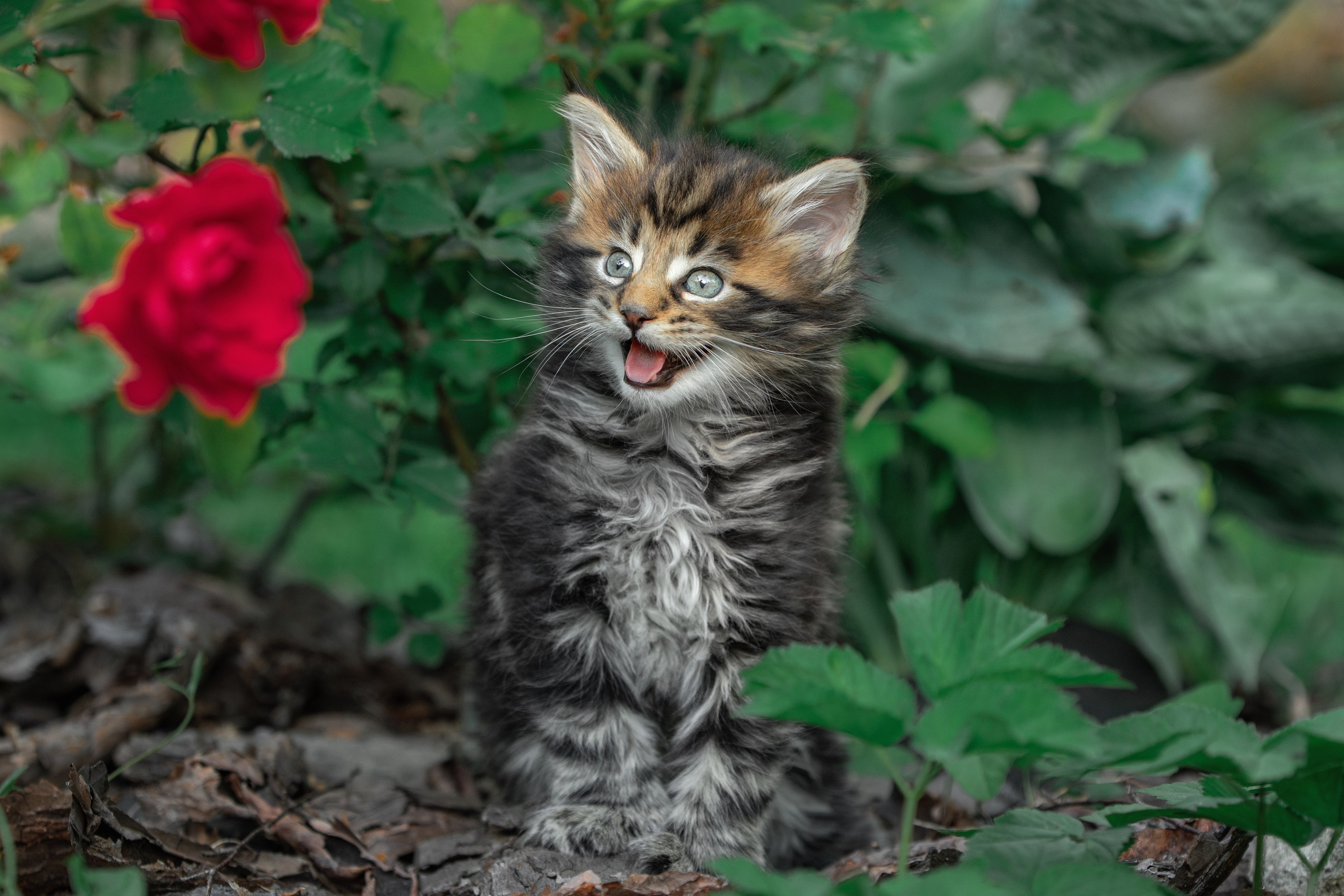 Котята породы мейн-кун. Фотограф-анималист Юлия Зубкова