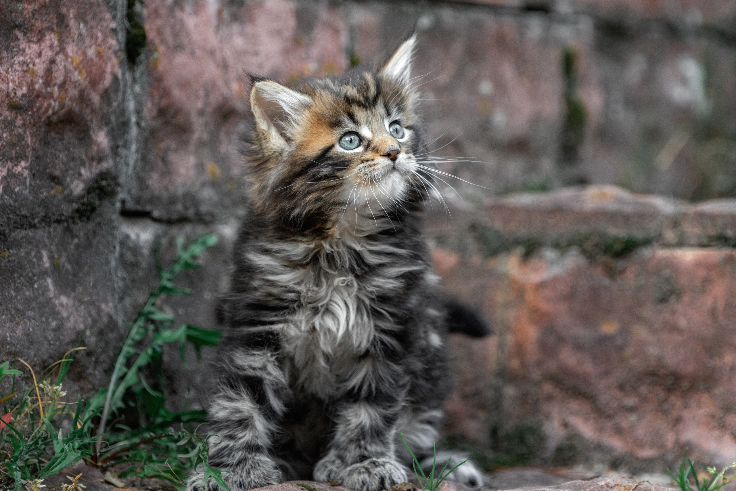 Котята породы мейн-кун. Фотограф-анималист Юлия Зубкова