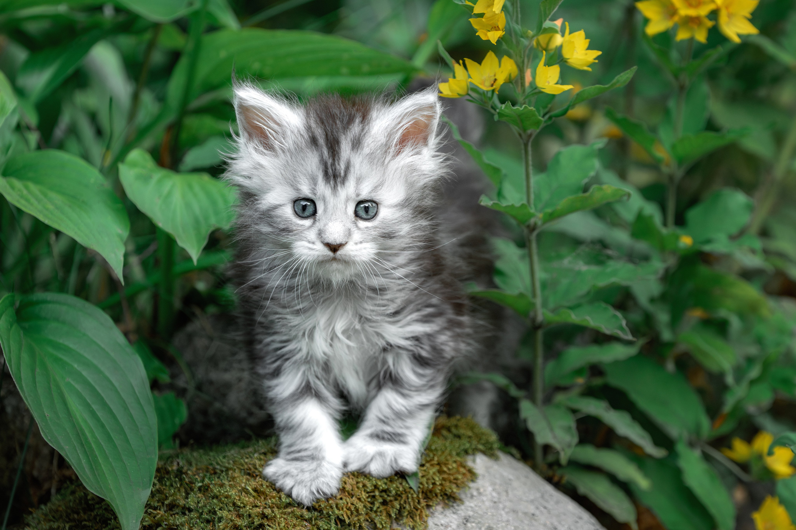 Котята породы мейн-кун. Фотограф-анималист Юлия Зубкова